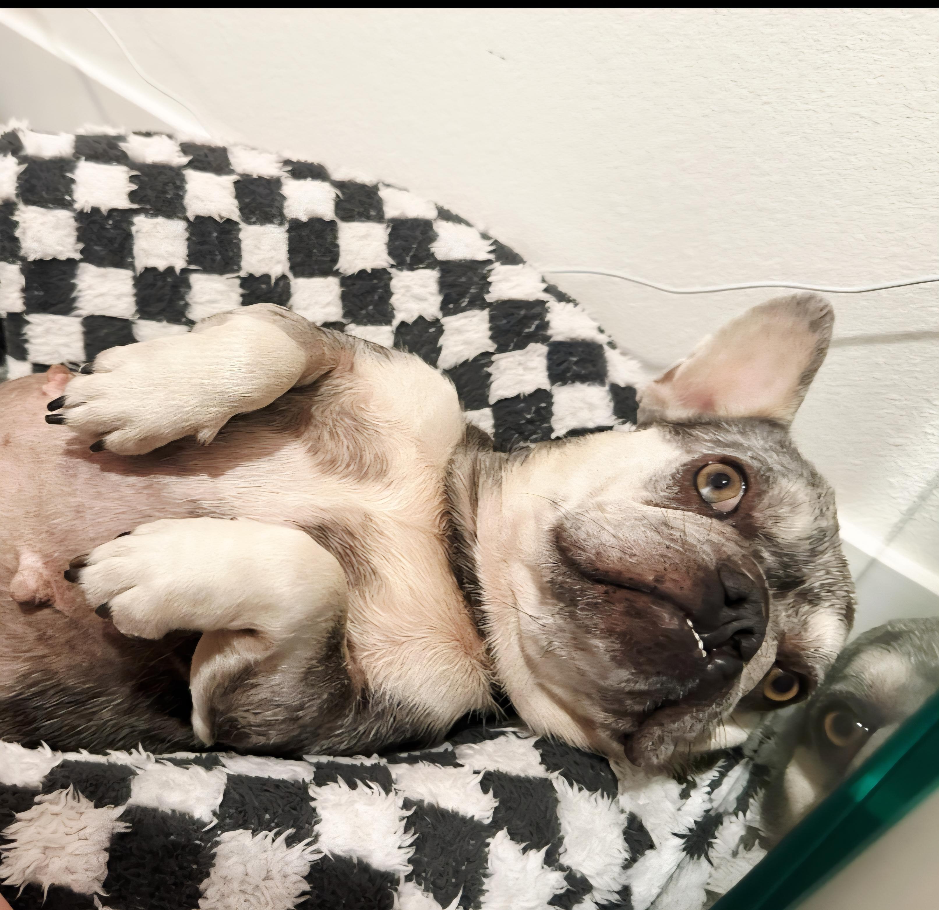 Enlarge Emma, an adopted French Bulldog in Venice, CA image 1/4