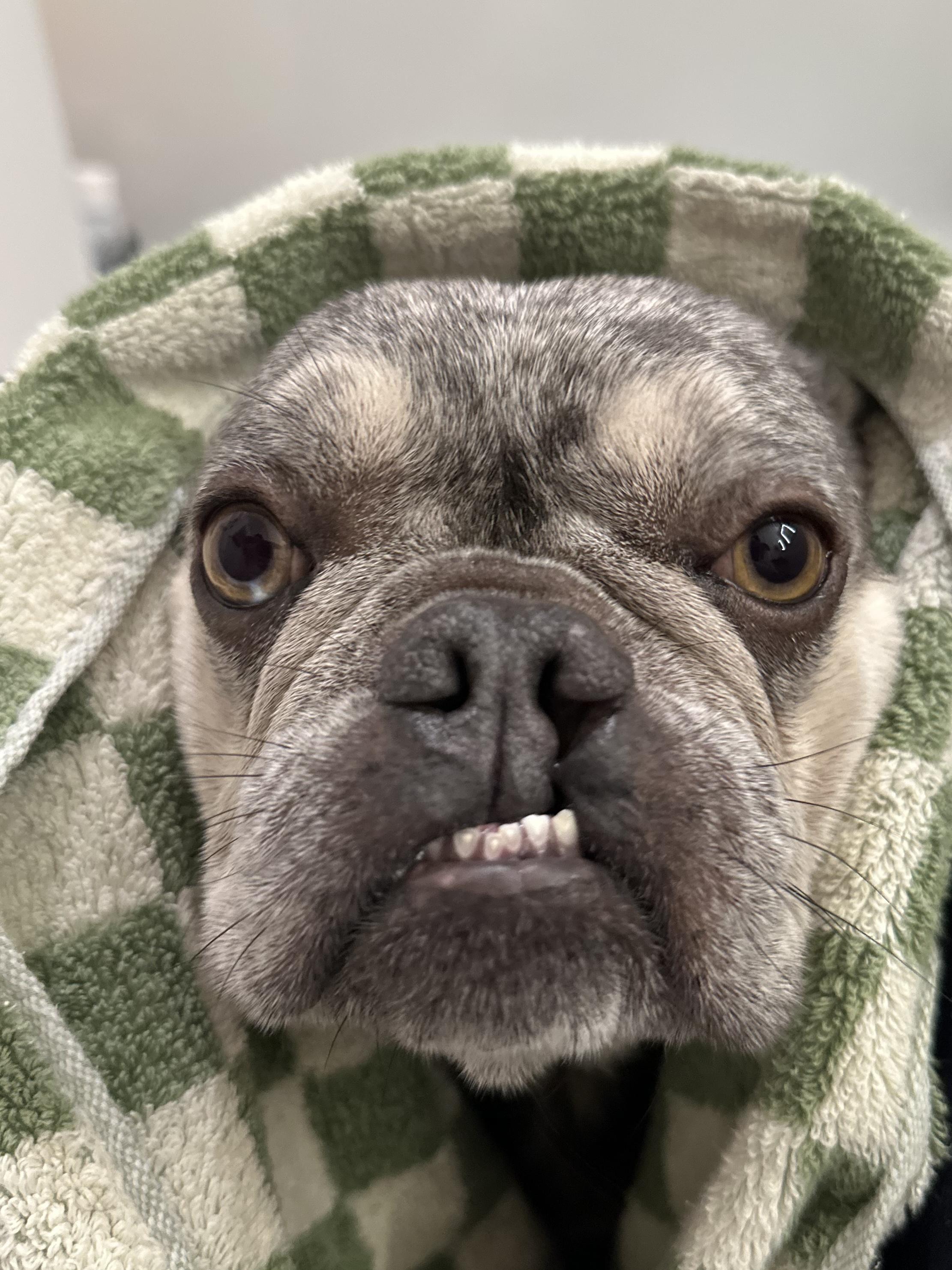 Enlarge Emma, an adopted French Bulldog in Venice, CA image 3/4