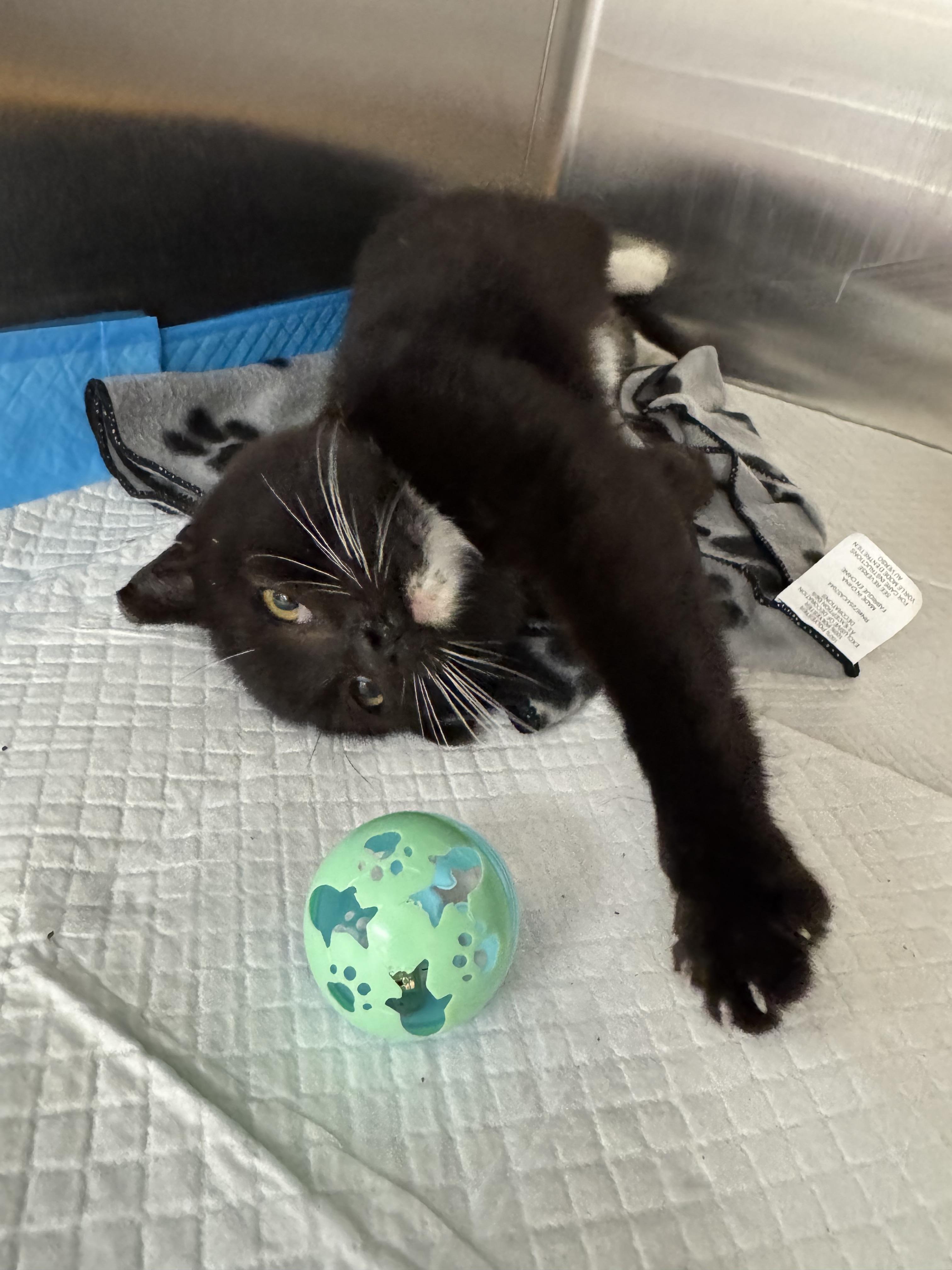 Enlarge Blake, a ADOPTABLE Domestic Short Hair in Brick, NJ image 3/4