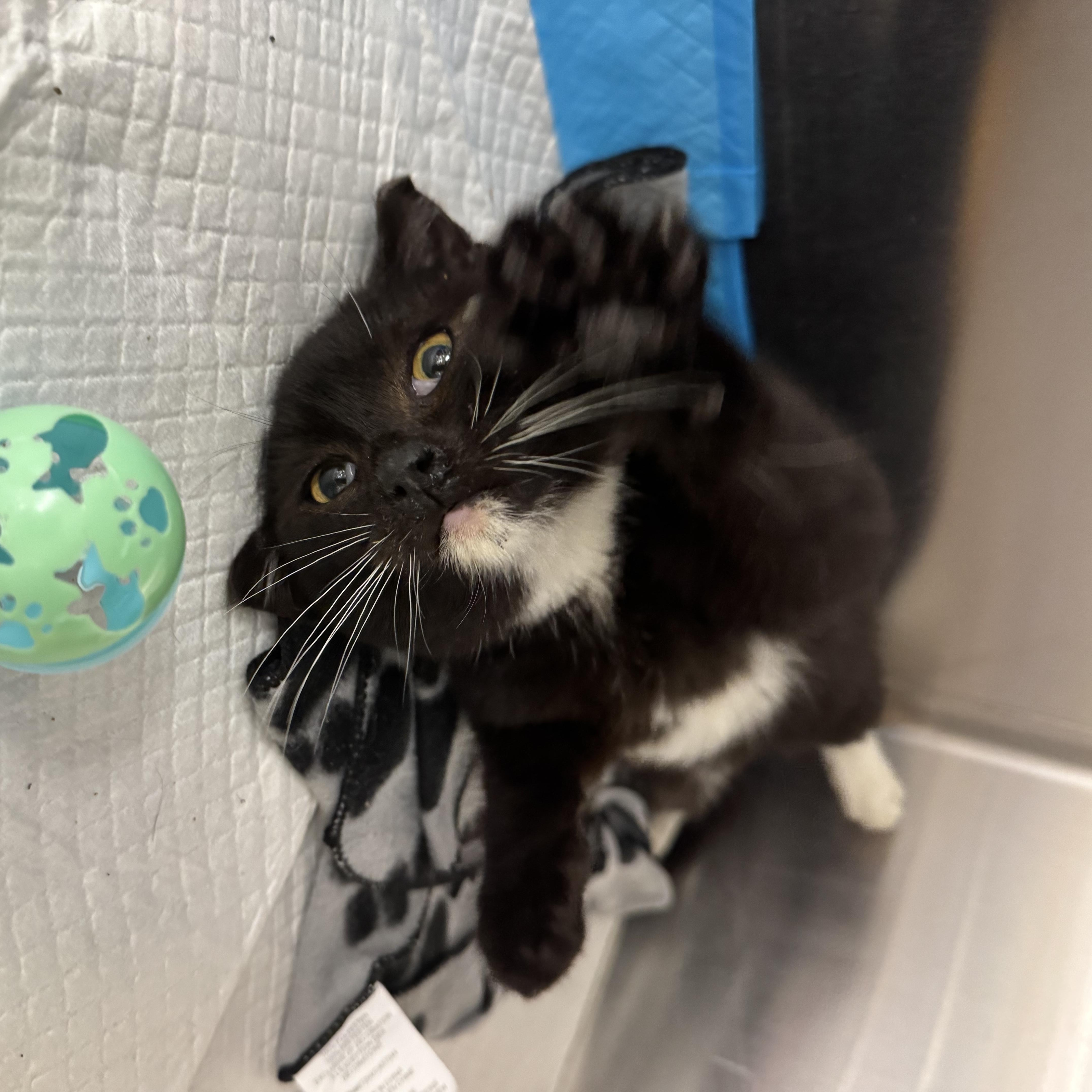 Blake, ADOPTABLE, Young Male Domestic Short Hair.