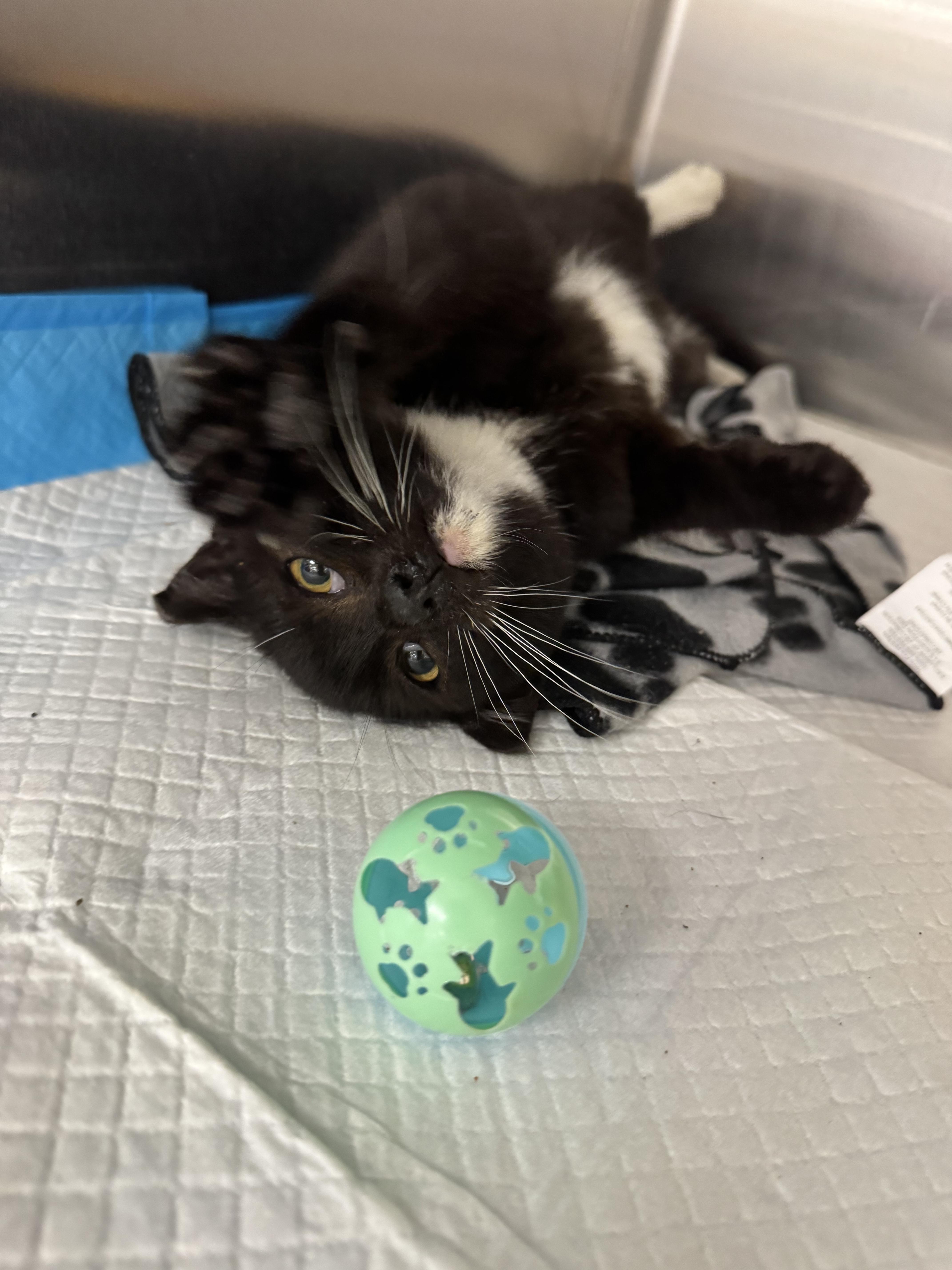 Enlarge Blake, a ADOPTABLE Domestic Short Hair in Brick, NJ image 2/4