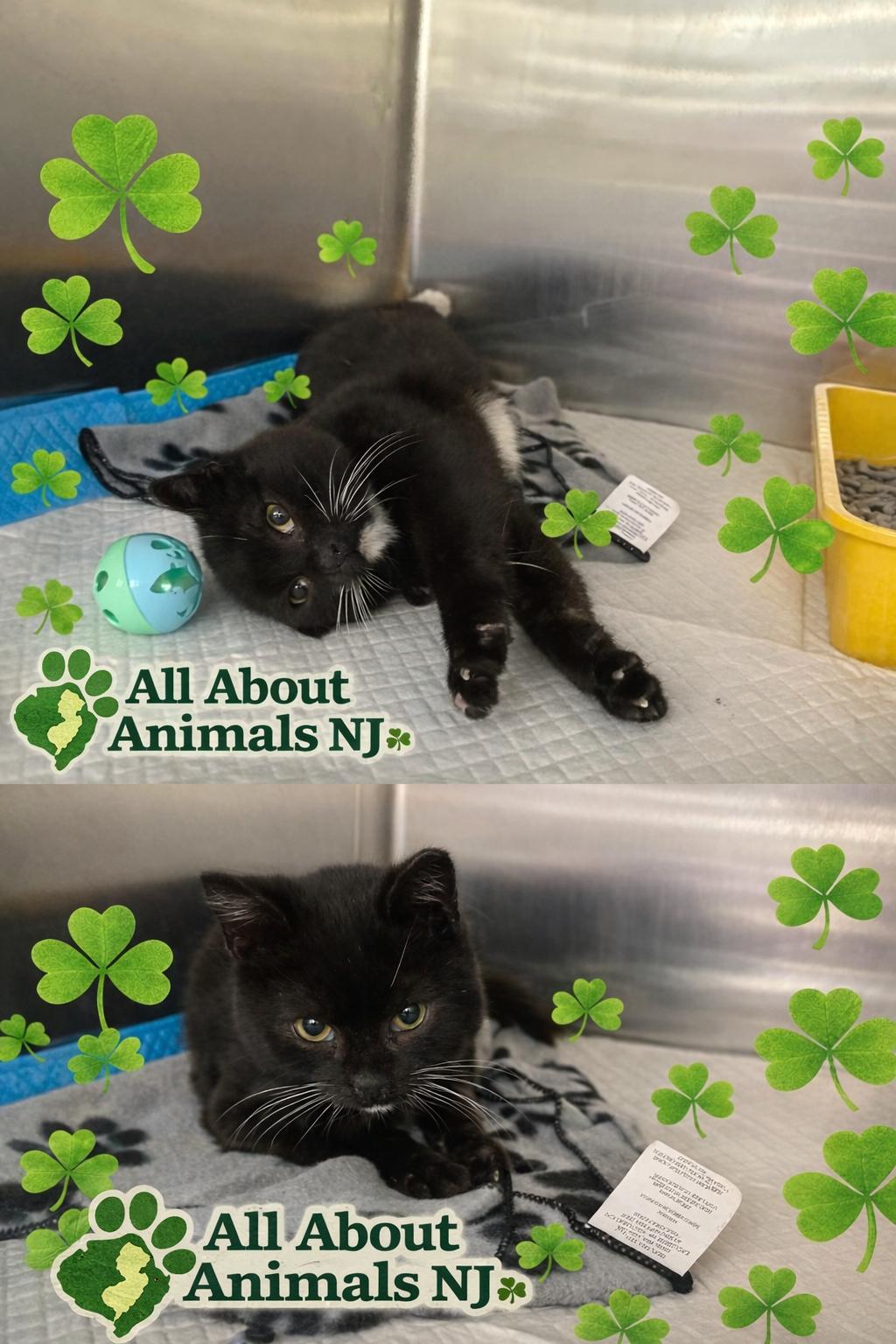 Enlarge Blake, a ADOPTABLE Domestic Short Hair in Brick, NJ image 4/4