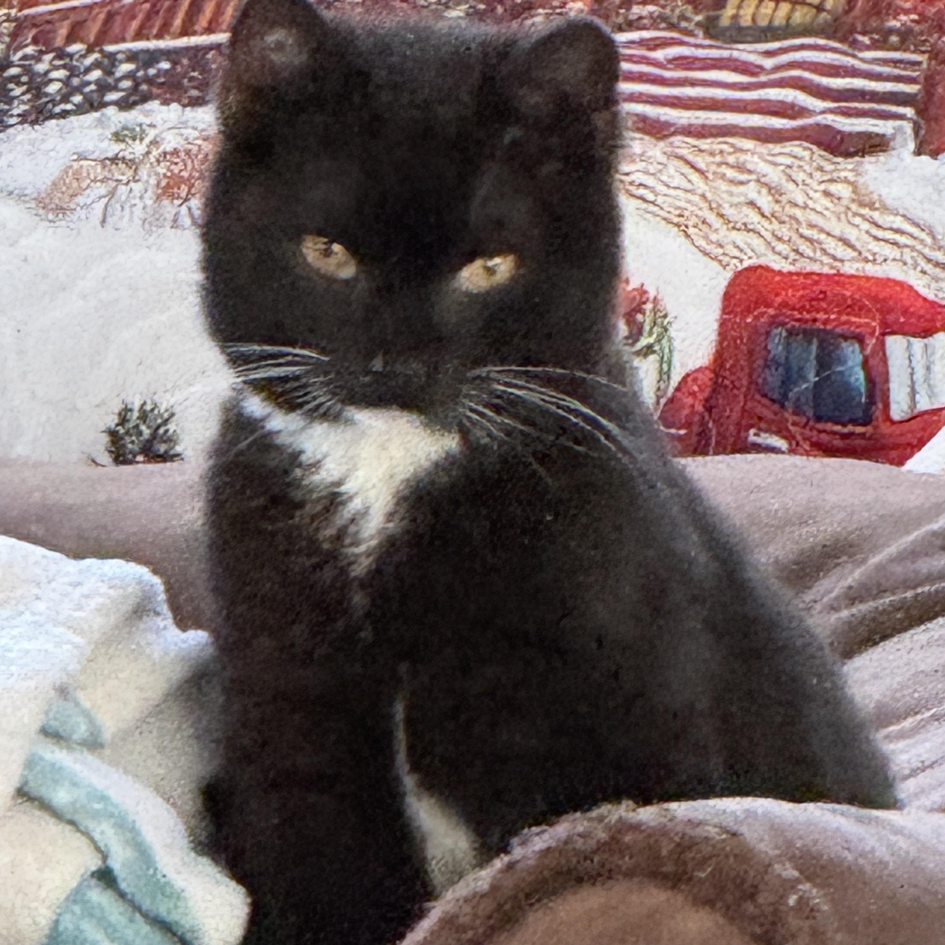 Enlarge Blake, a ADOPTABLE Domestic Short Hair in Brick, NJ image 4/5