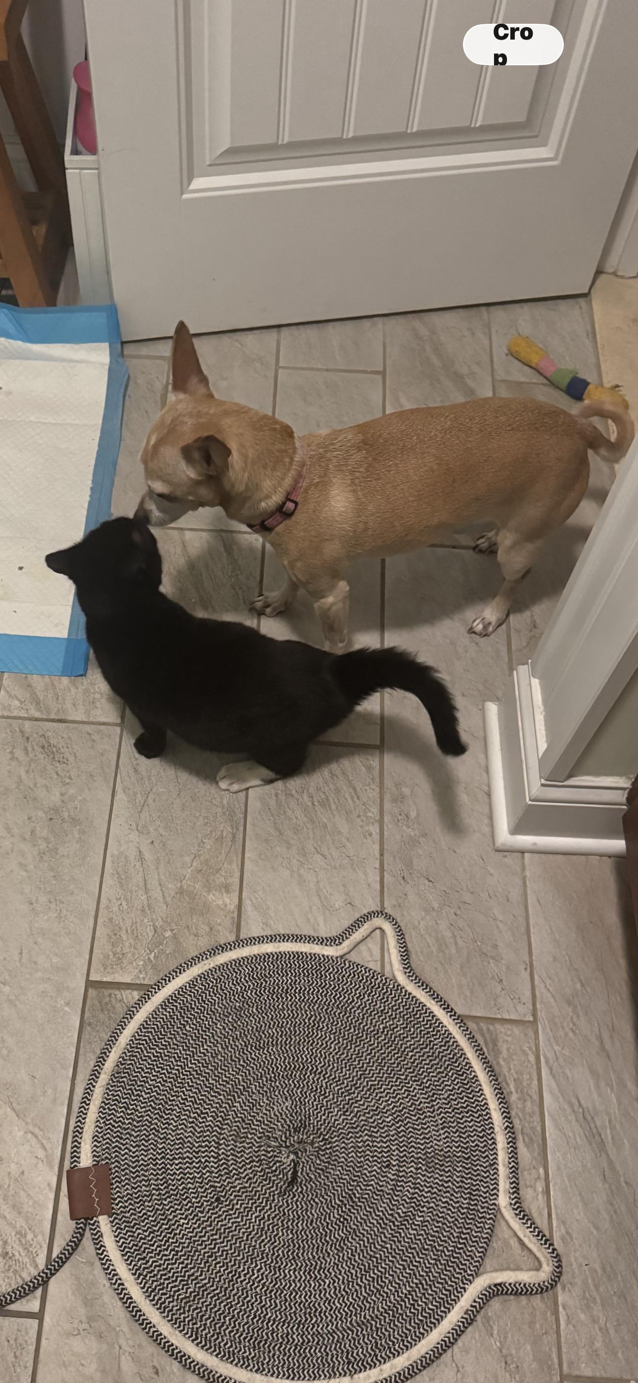 Enlarge Blake, a ADOPTABLE Domestic Short Hair in Brick, NJ image 5/5