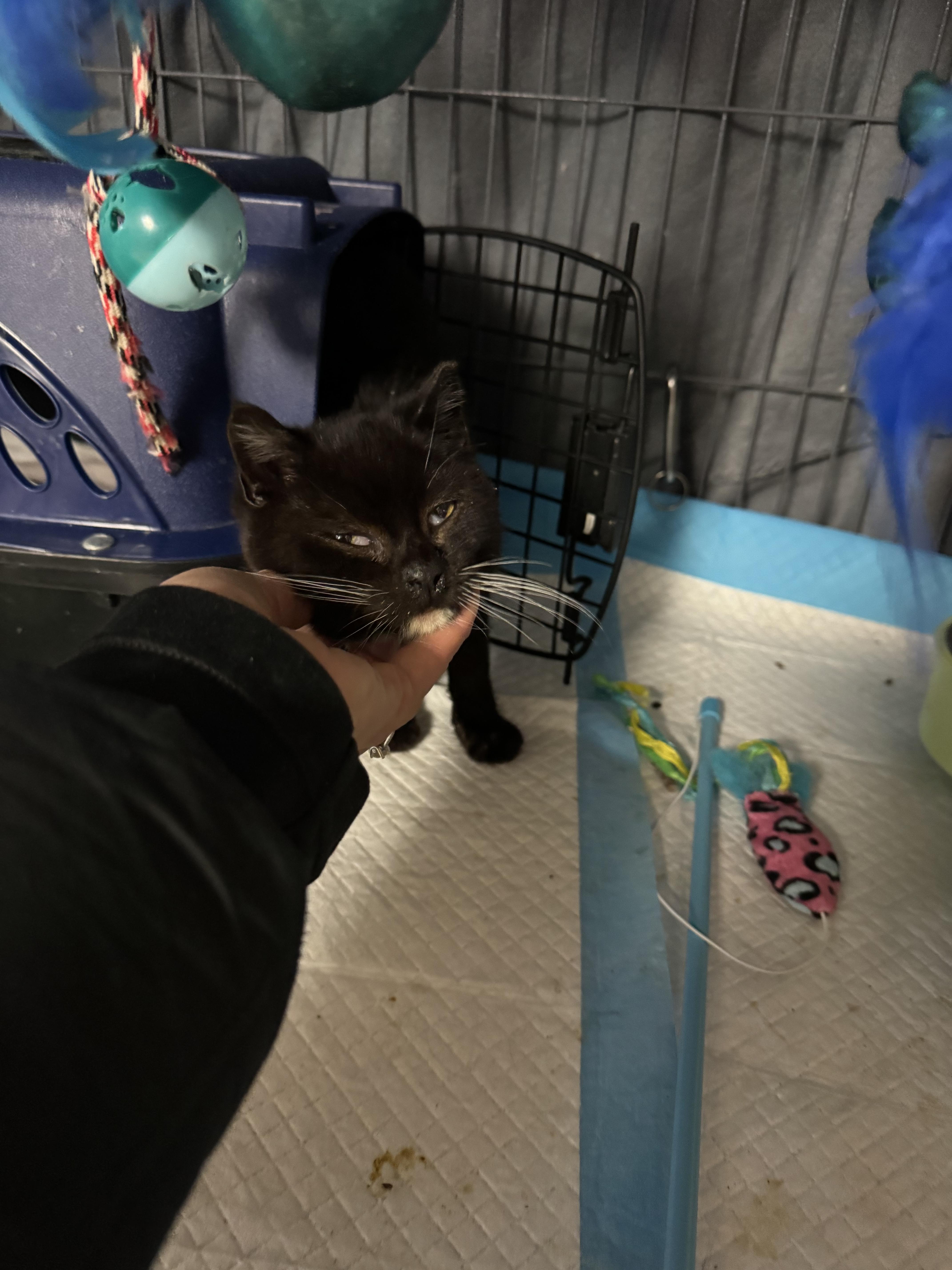 Enlarge Blake, a ADOPTABLE Domestic Short Hair in Brick, NJ image 1/4