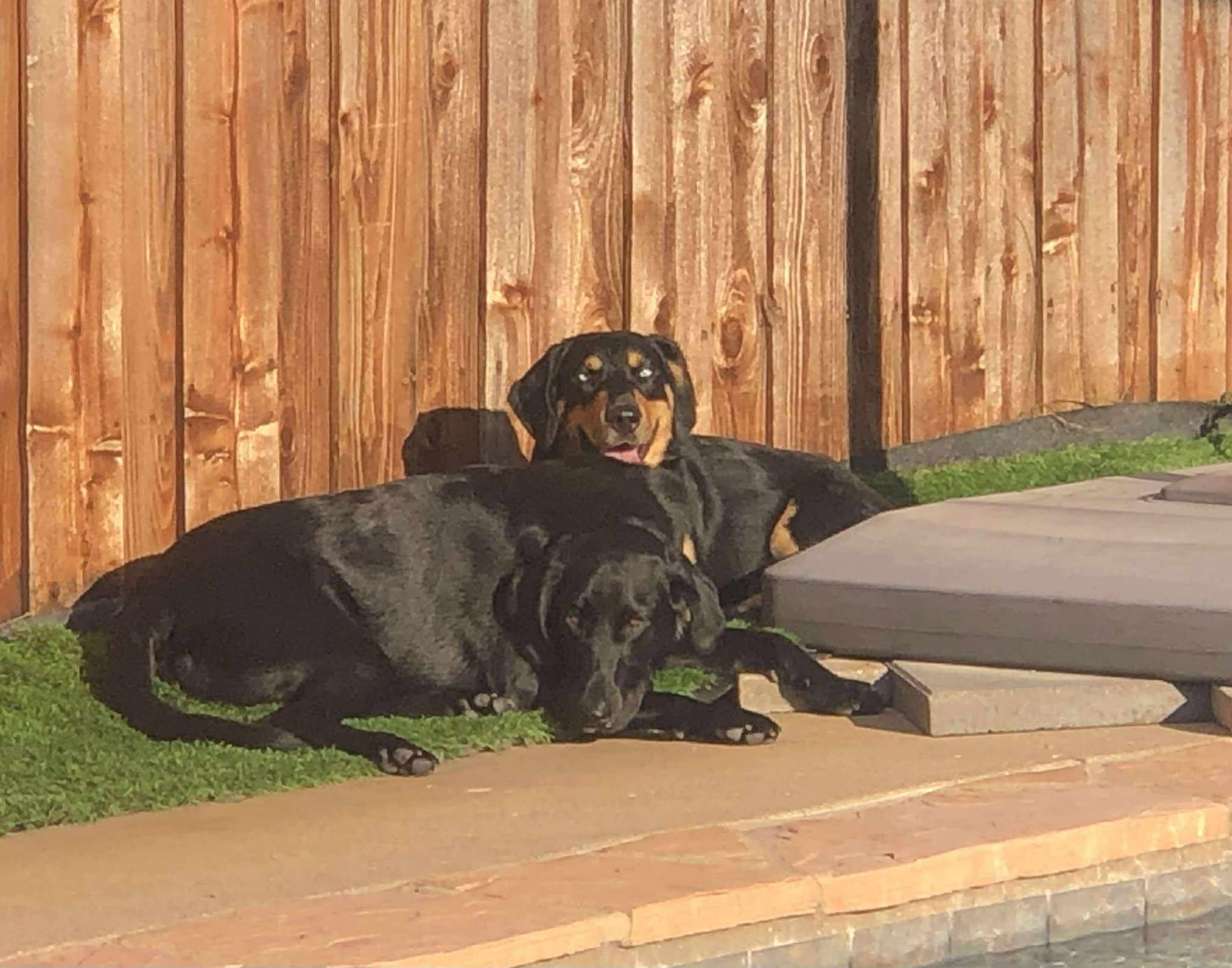 Sinatra, a Adoptable mixed breed in Haworth, NJ image 5/5