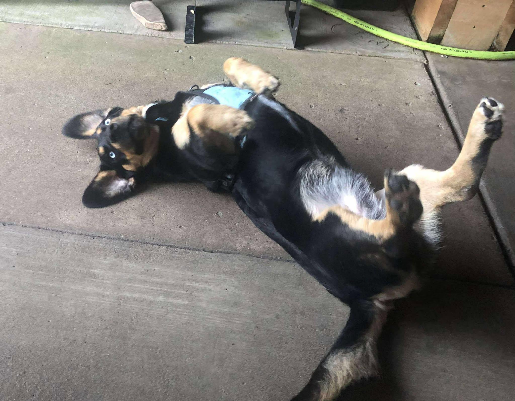 Sinatra, a Adoptable mixed breed in Haworth, NJ image 4/5