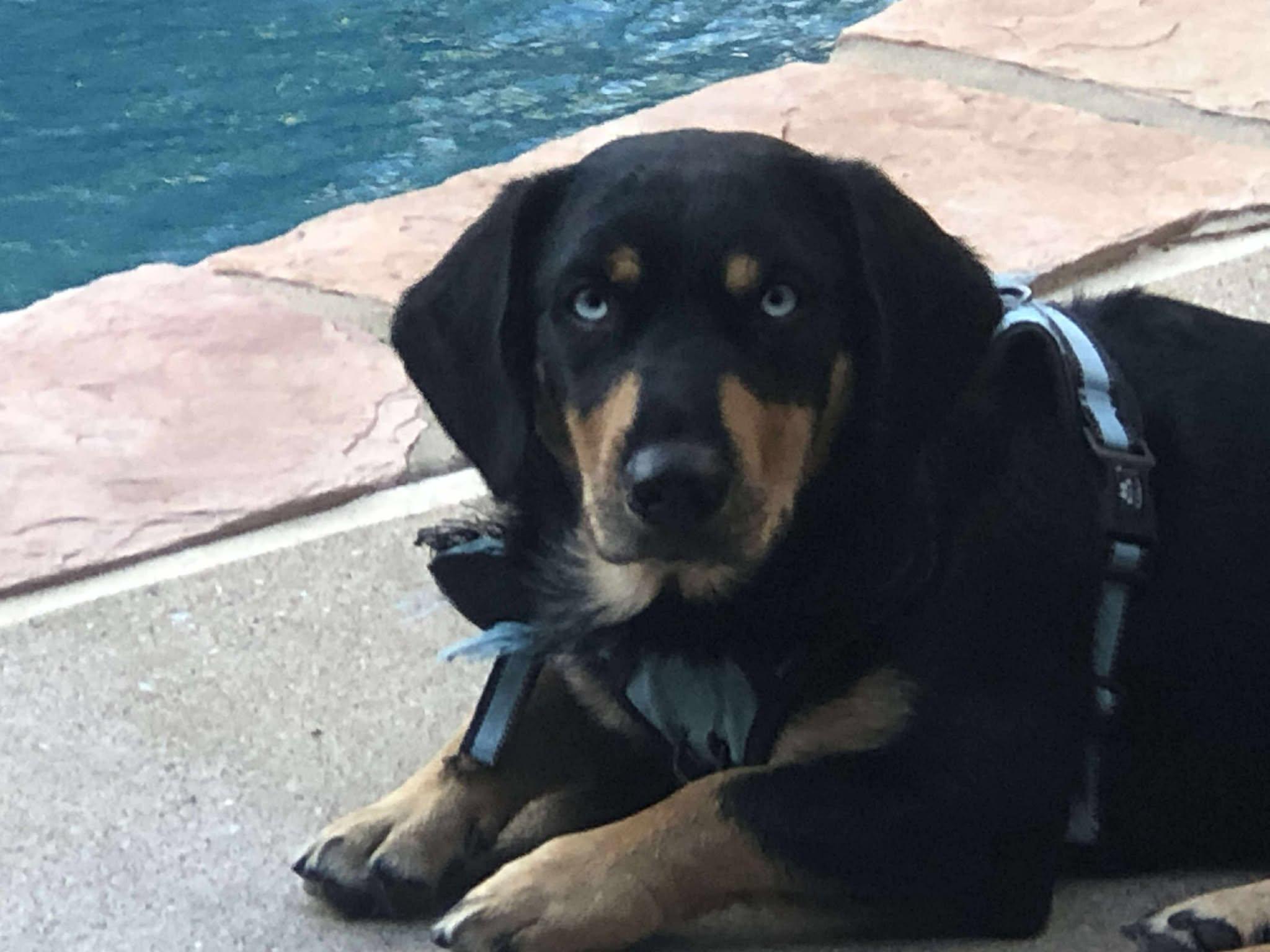 Sinatra, Adoptable, Young Male Dachshund (Long Haired) & Australian Shepherd.