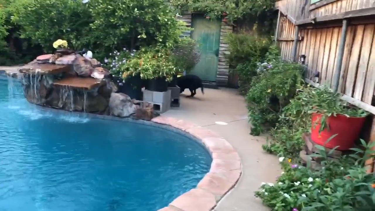 Enlarge Sinatra, a Adoptable mixed breed in Haworth, NJ video 2/5