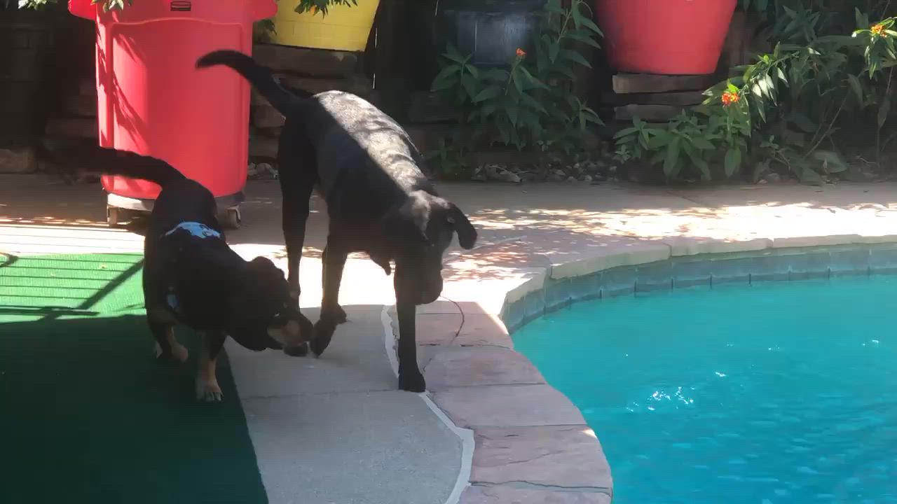 Enlarge Sinatra, a Adoptable mixed breed in Haworth, NJ video 3/5