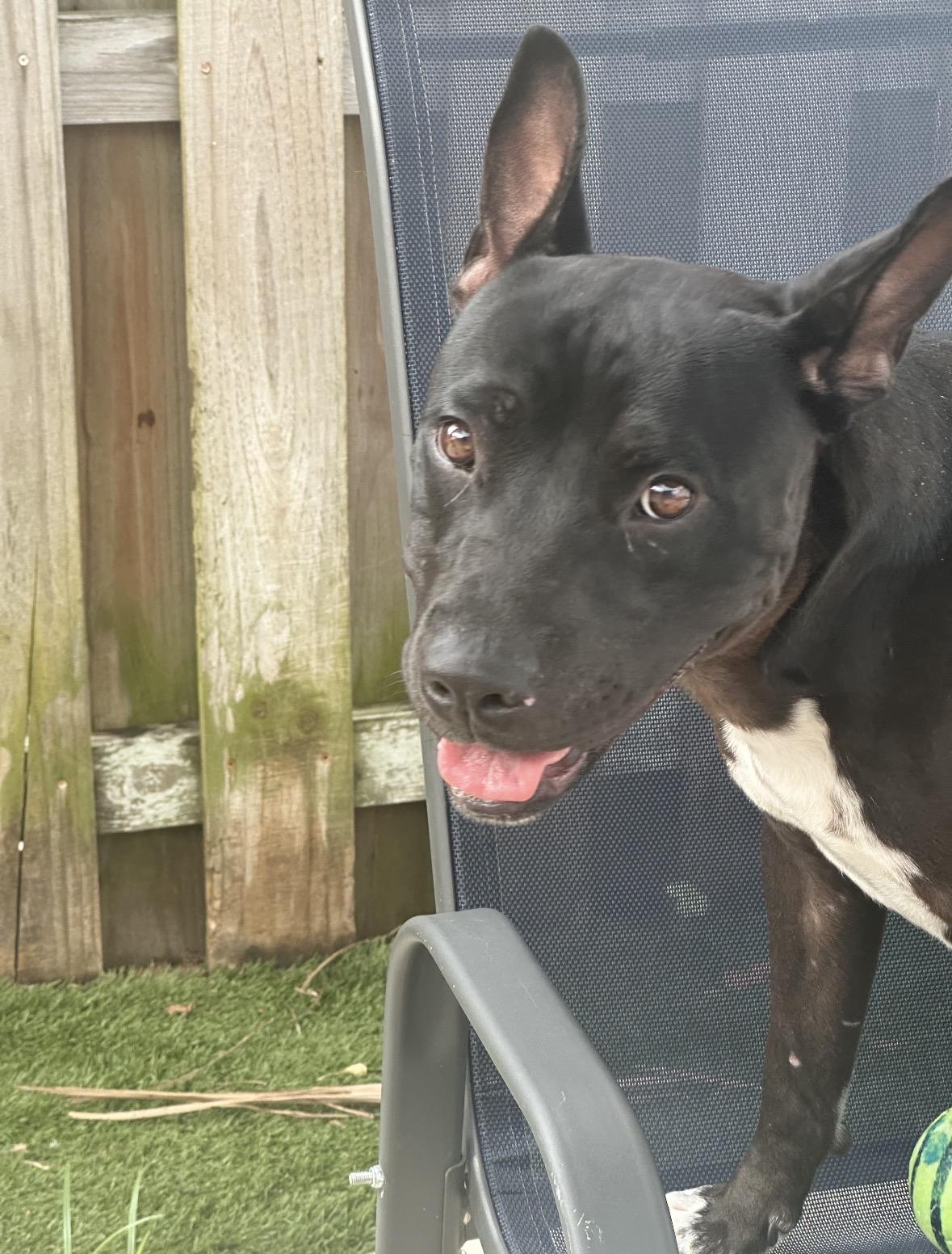 Inky, an adoptable mixed breed in Boca Raton, FL image 2/3