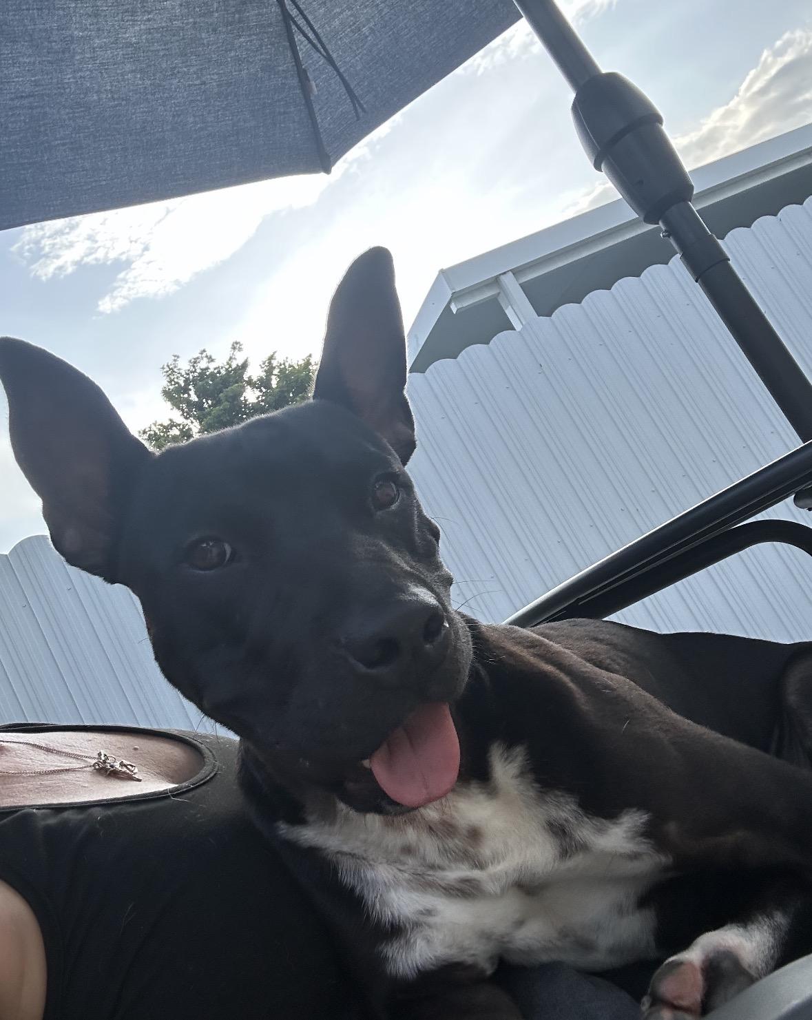 Inky, an adoptable mixed breed in Boca Raton, FL image 3/3