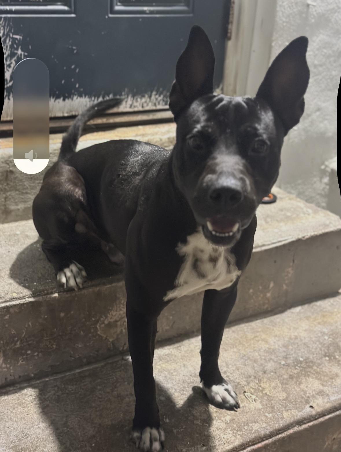 Inky, adopted, Young Male Labrador Retriever.