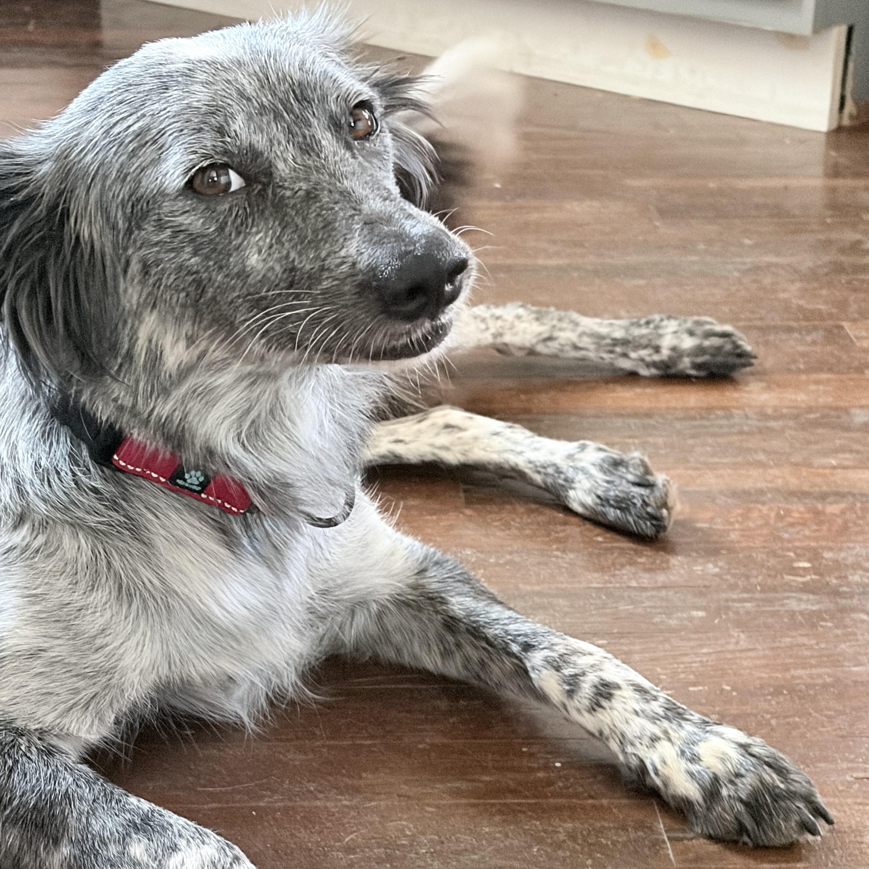 Oreo, an adopted mixed breed in Marfa, TX image 6/6