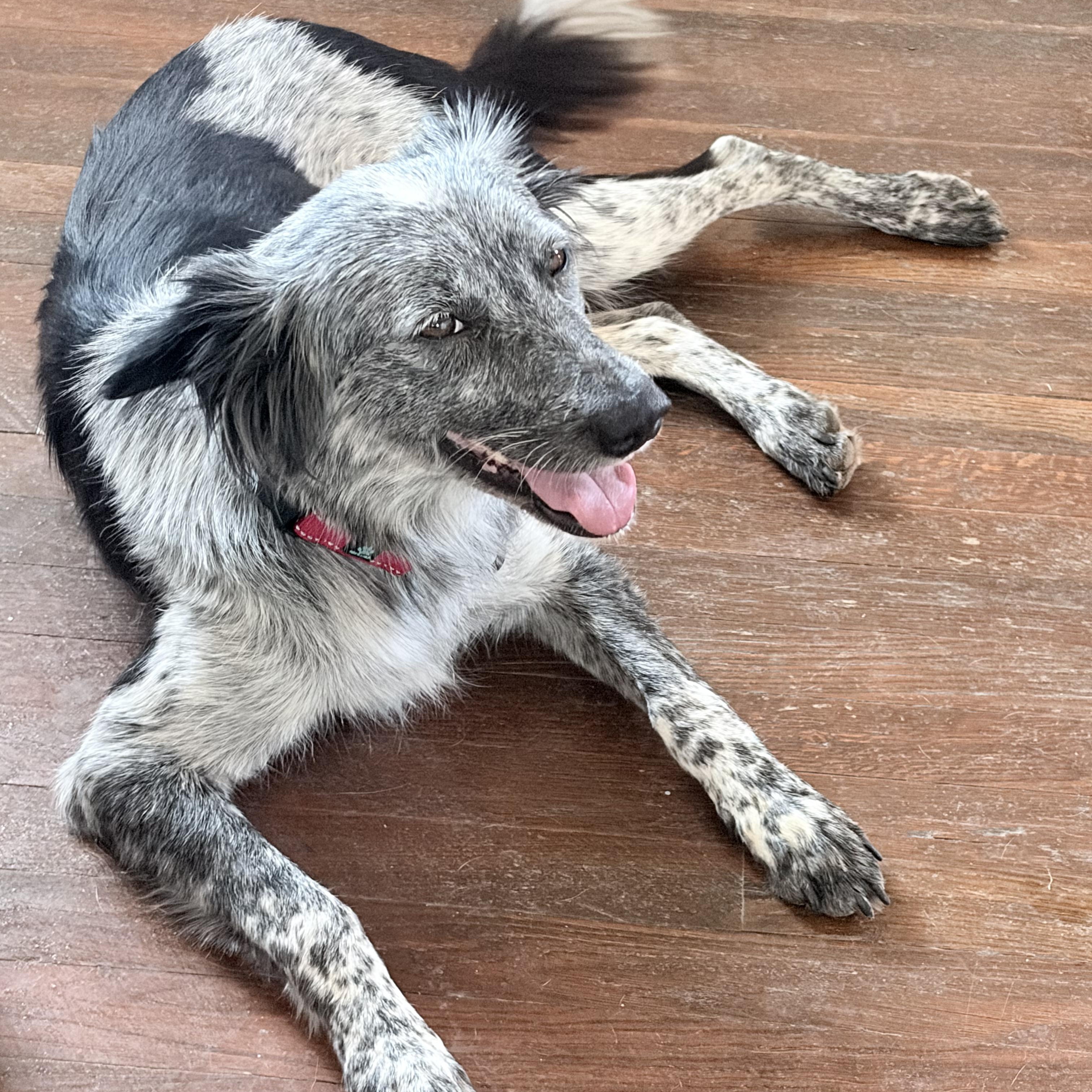 Oreo, an adopted mixed breed in Marfa, TX image 4/6