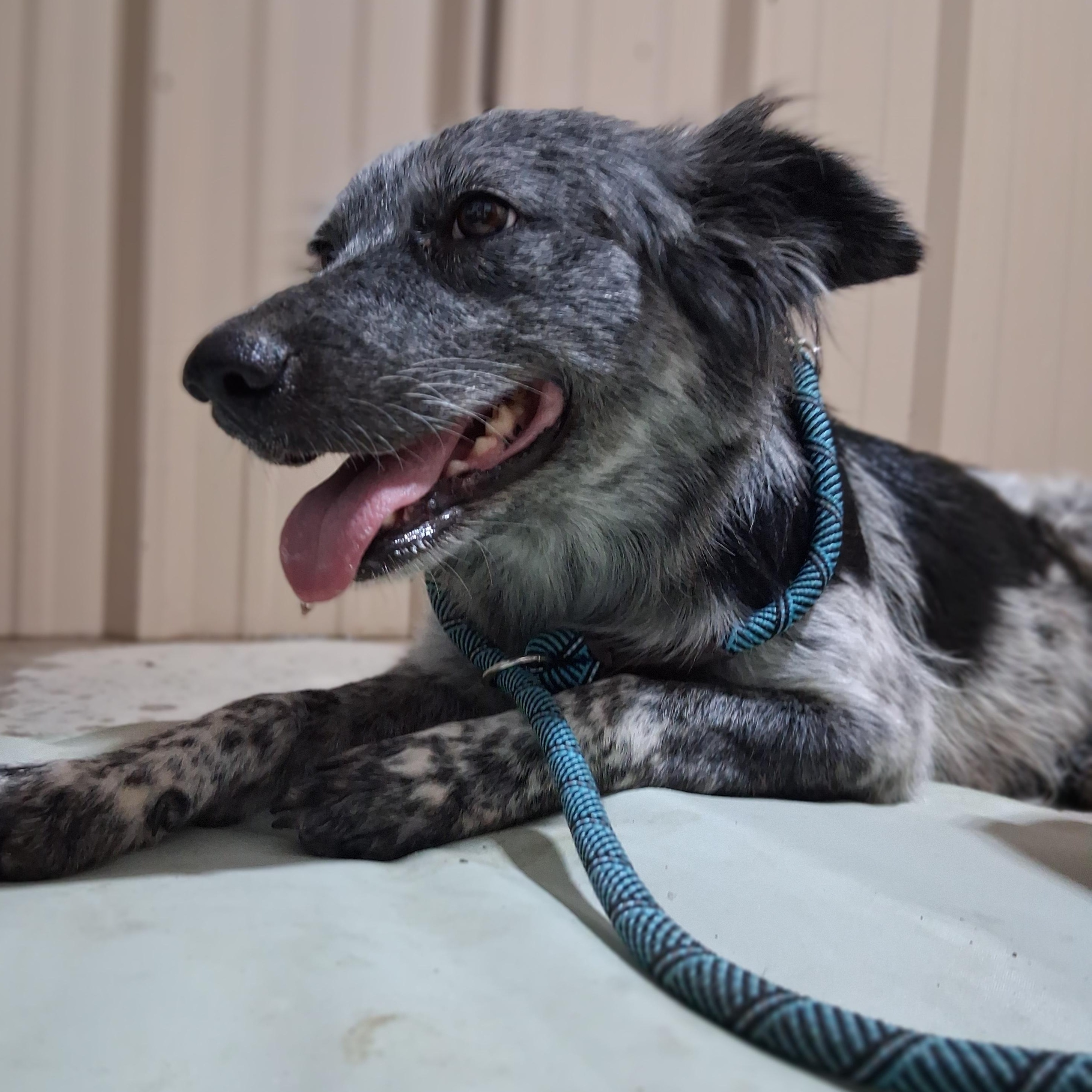 Oreo, an adopted mixed breed in Marfa, TX image 2/6