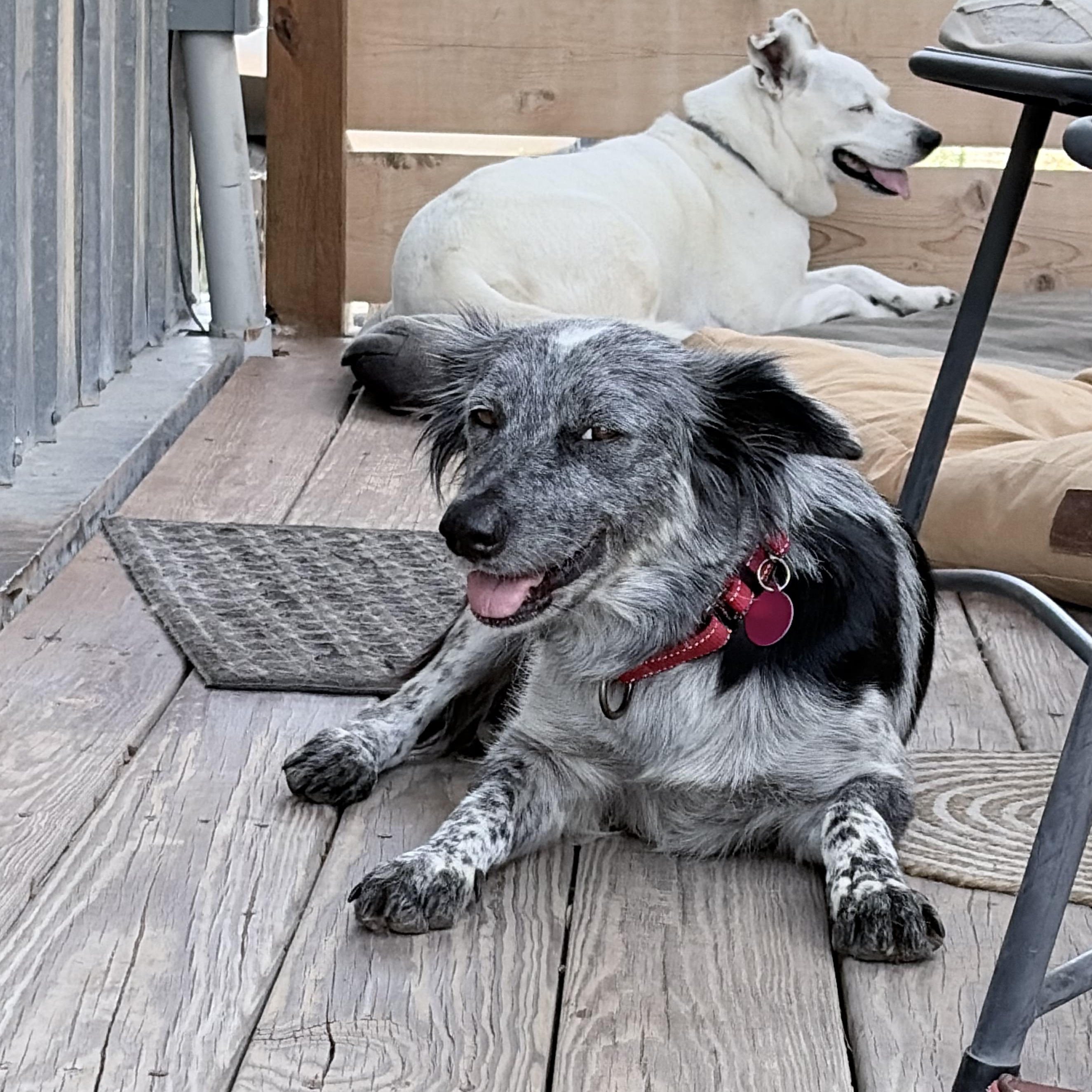Oreo, an adopted mixed breed in Marfa, TX image 5/6