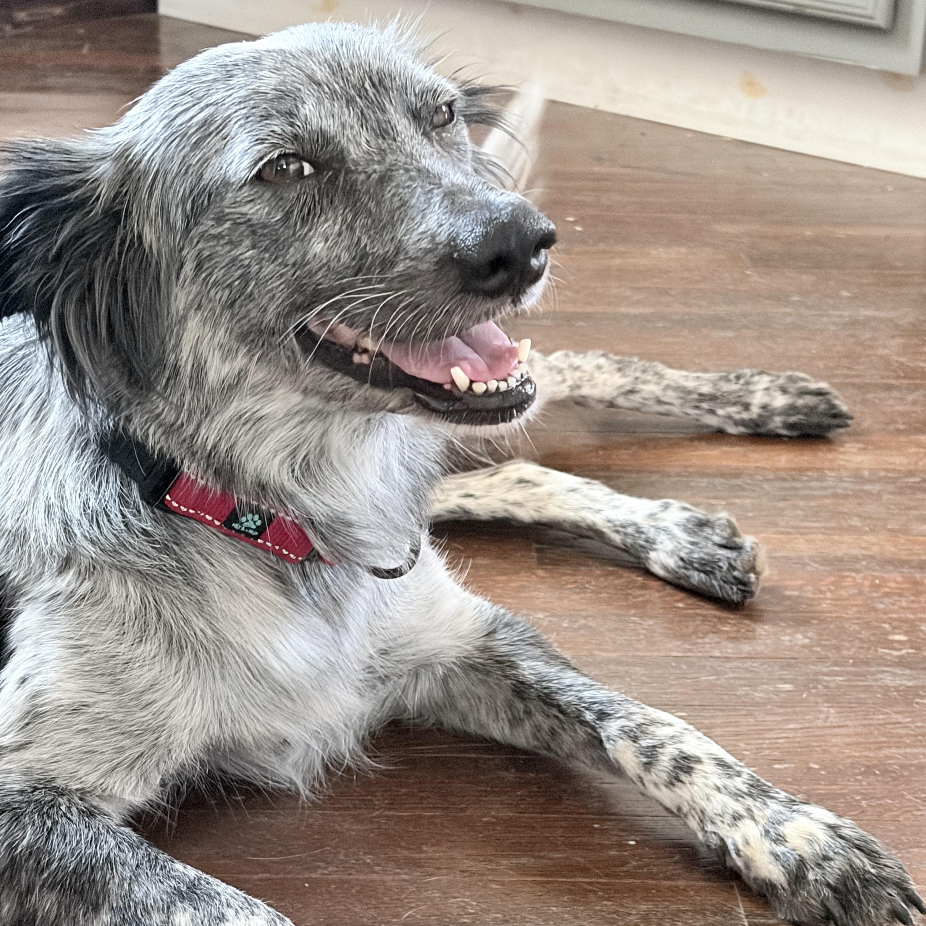 Oreo, adopted, Adult Female Australian Cattle Dog / Blue Heeler.