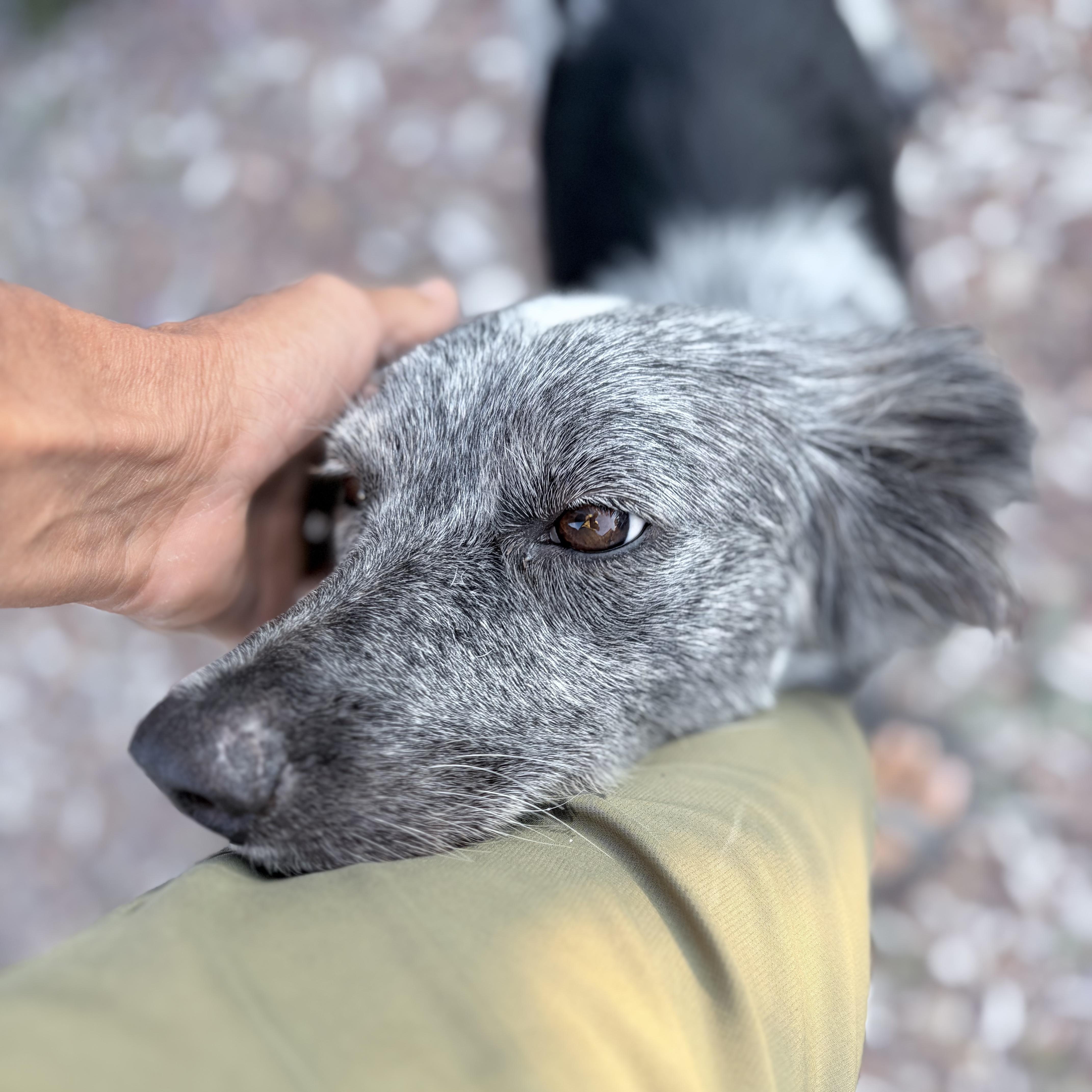 Oreo, an adopted mixed breed in Marfa, TX image 3/6