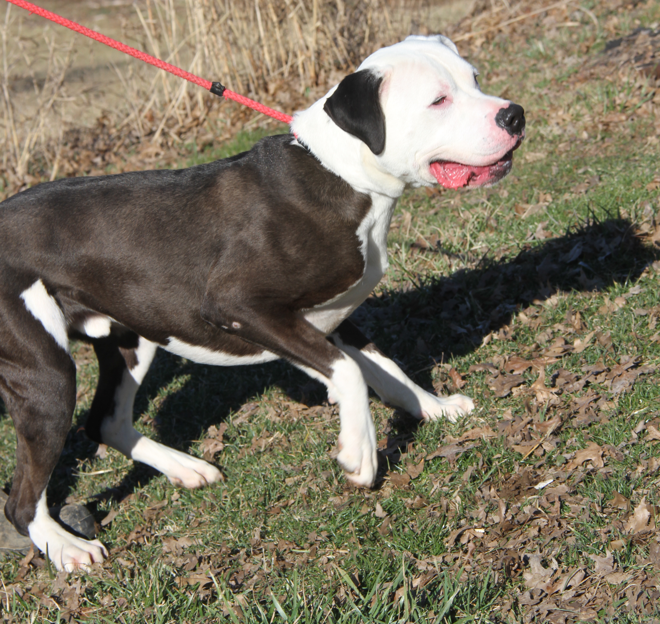 Enlarge Loki (Neutered) (Photos 2/18/2024), a Adoptable Pit Bull Terrier in Marietta, OH image 5/6