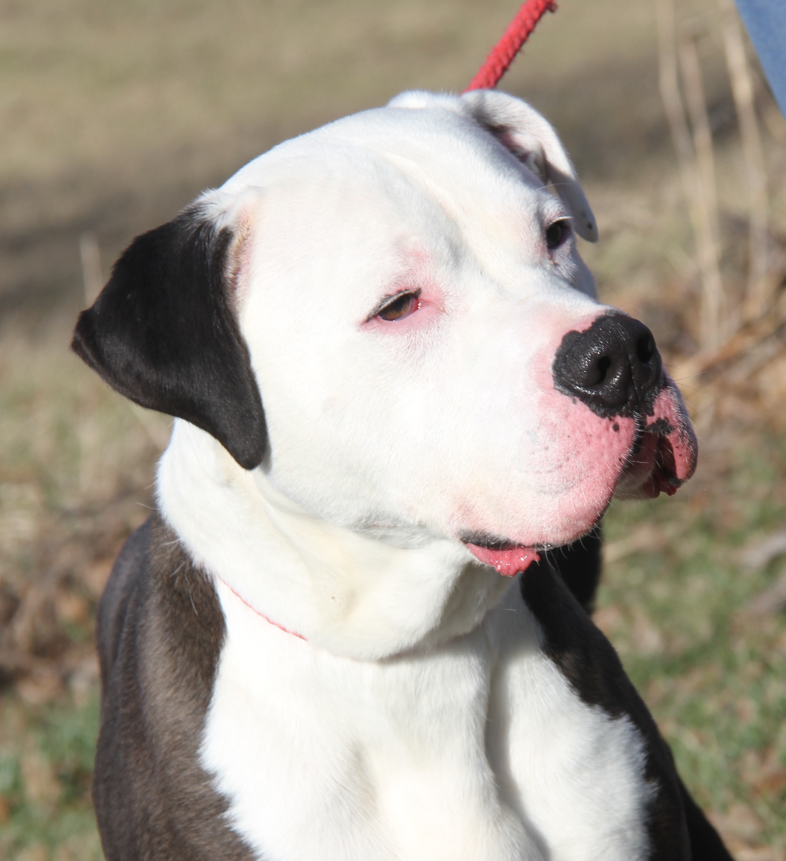 Enlarge Loki (Neutered) (Photos 2/18/2024), a Adoptable Pit Bull Terrier in Marietta, OH image 4/6