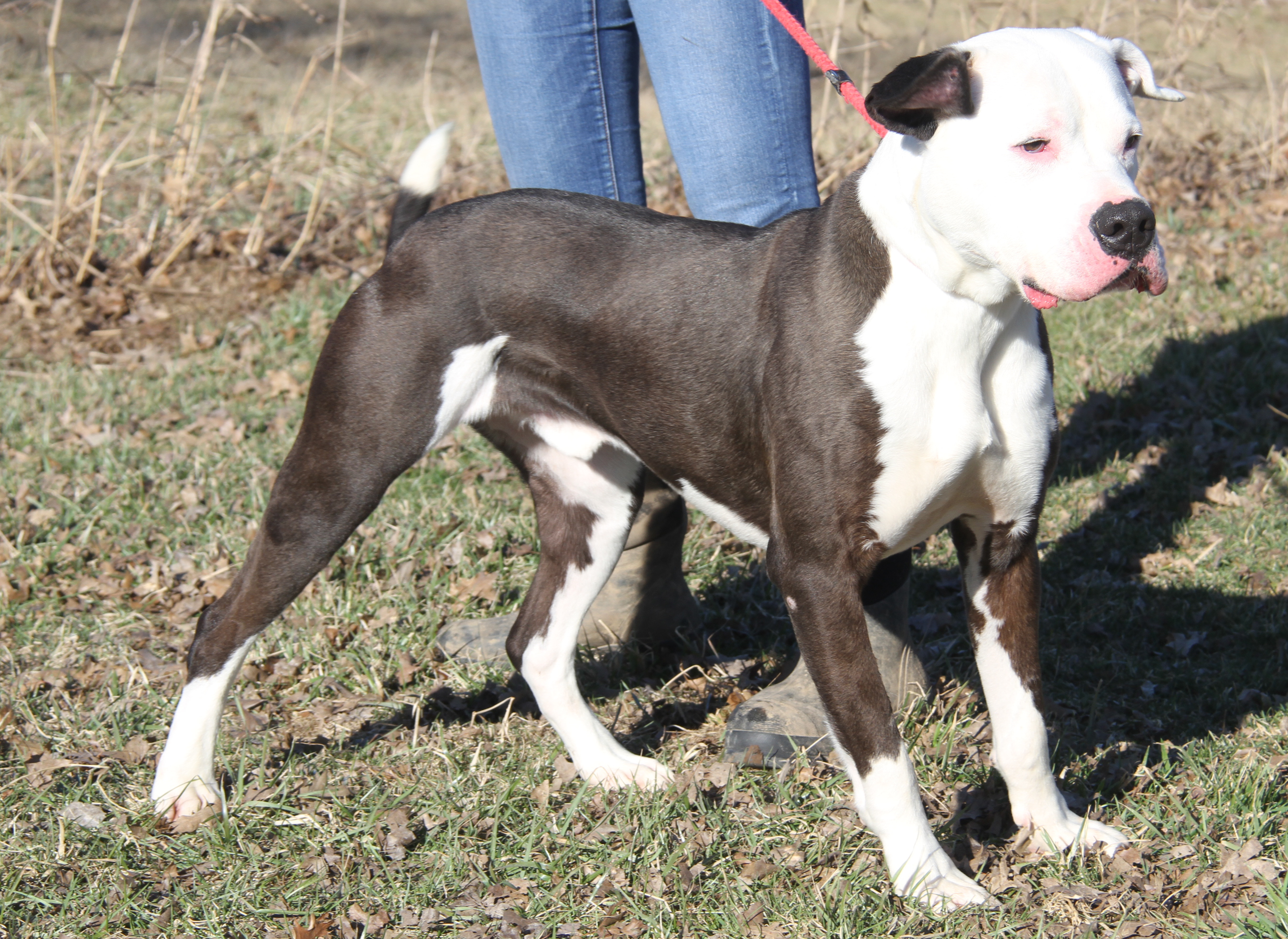Enlarge Loki (Neutered) (Photos 2/18/2024), a Adoptable Pit Bull Terrier in Marietta, OH image 1/6