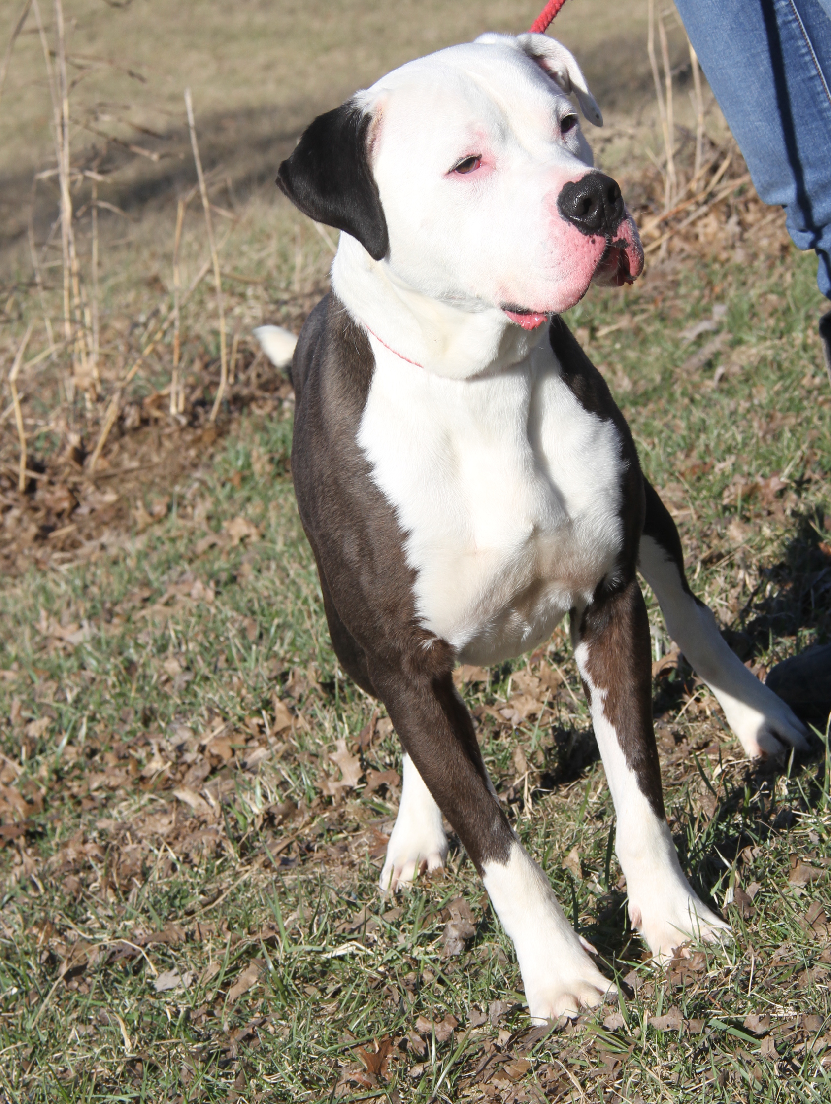 Enlarge Loki (Neutered) (Photos 2/18/2024), a Adoptable Pit Bull Terrier in Marietta, OH image 6/6