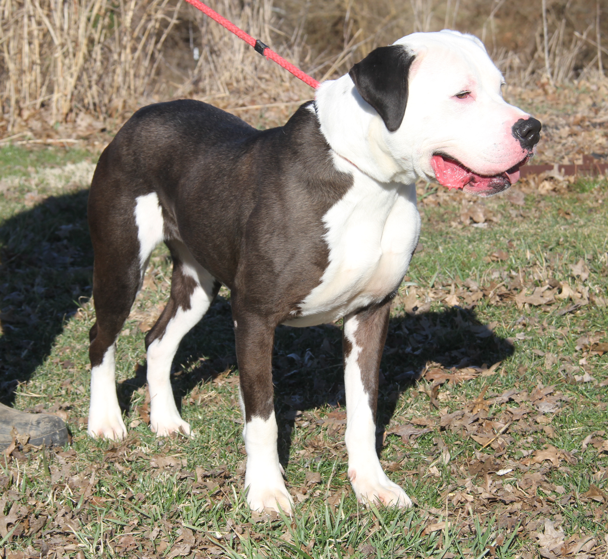 Enlarge Loki (Neutered) (Photos 2/18/2024), a Adoptable Pit Bull Terrier in Marietta, OH image 2/6