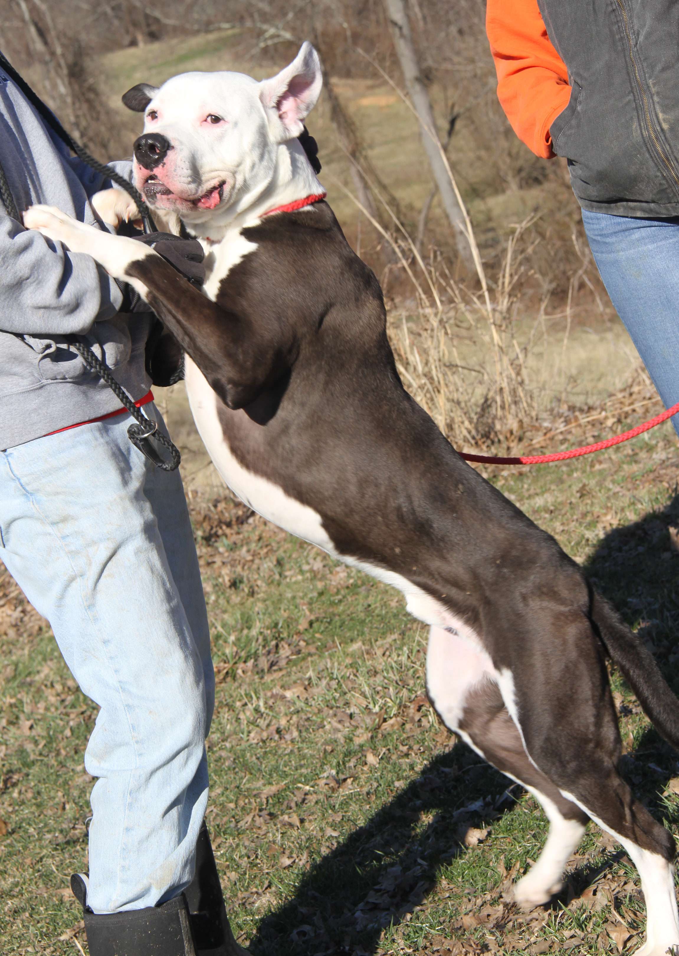 Enlarge Loki (Neutered) (Photos 2/18/2024), a Adoptable Pit Bull Terrier in Marietta, OH image 3/6