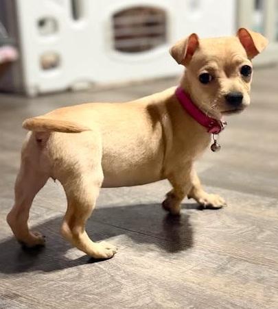 Primrose, Adoptable, Puppy Female Chihuahua.