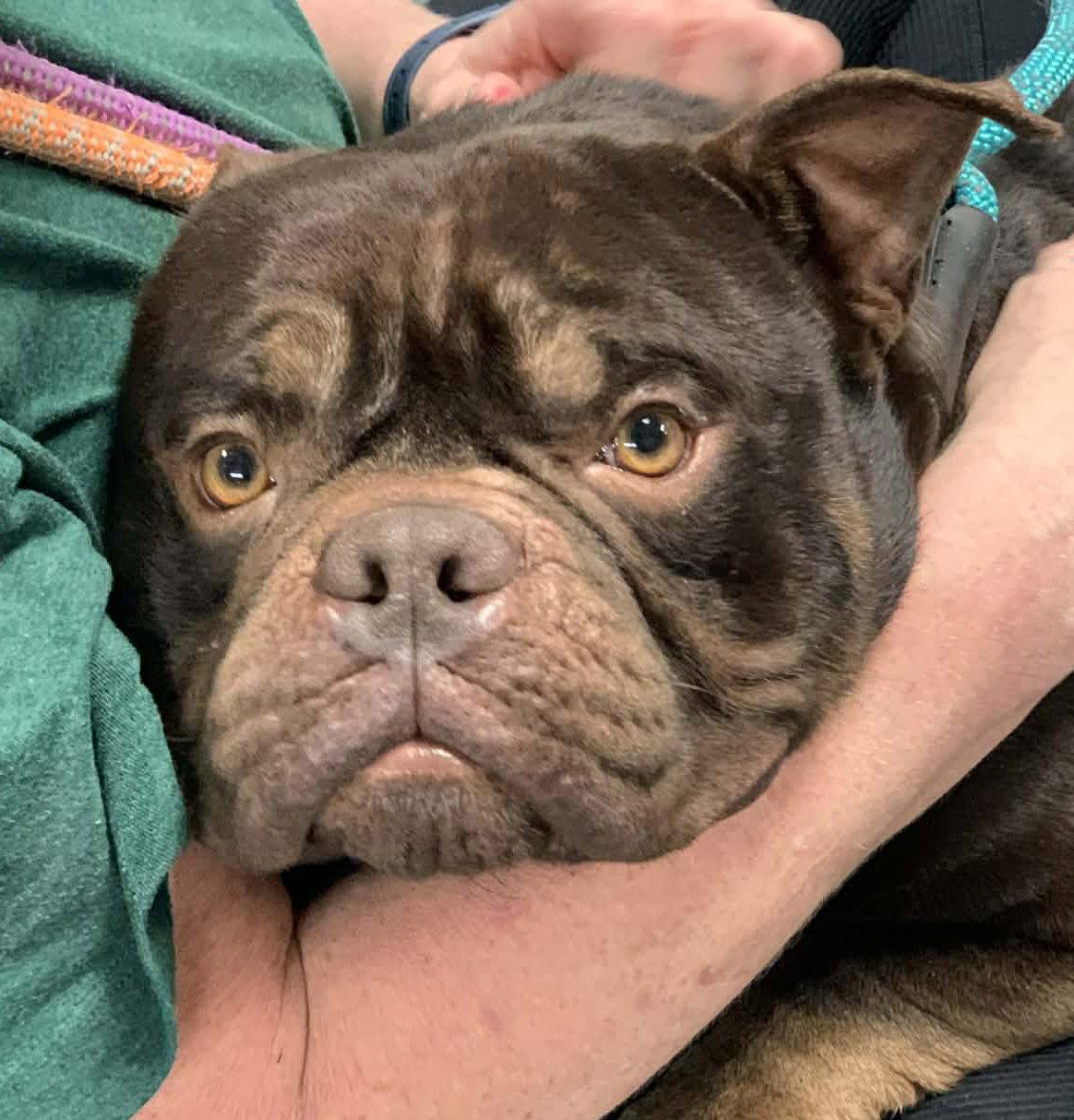 Enlarge Brady, a Adoptable Pit Bull Terrier in Hillsboro, NH image 1/3