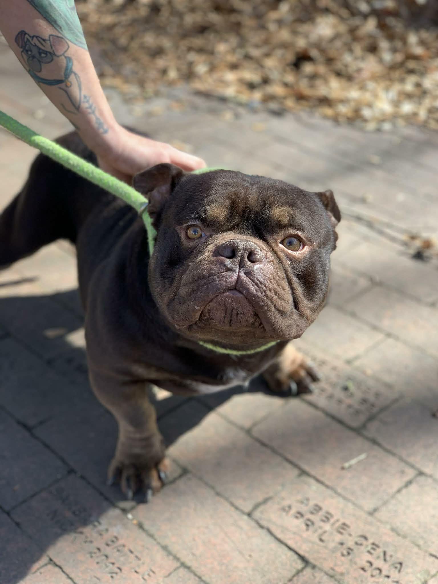 Enlarge Brady, a Adoptable Pit Bull Terrier in Hillsboro, NH image 2/3