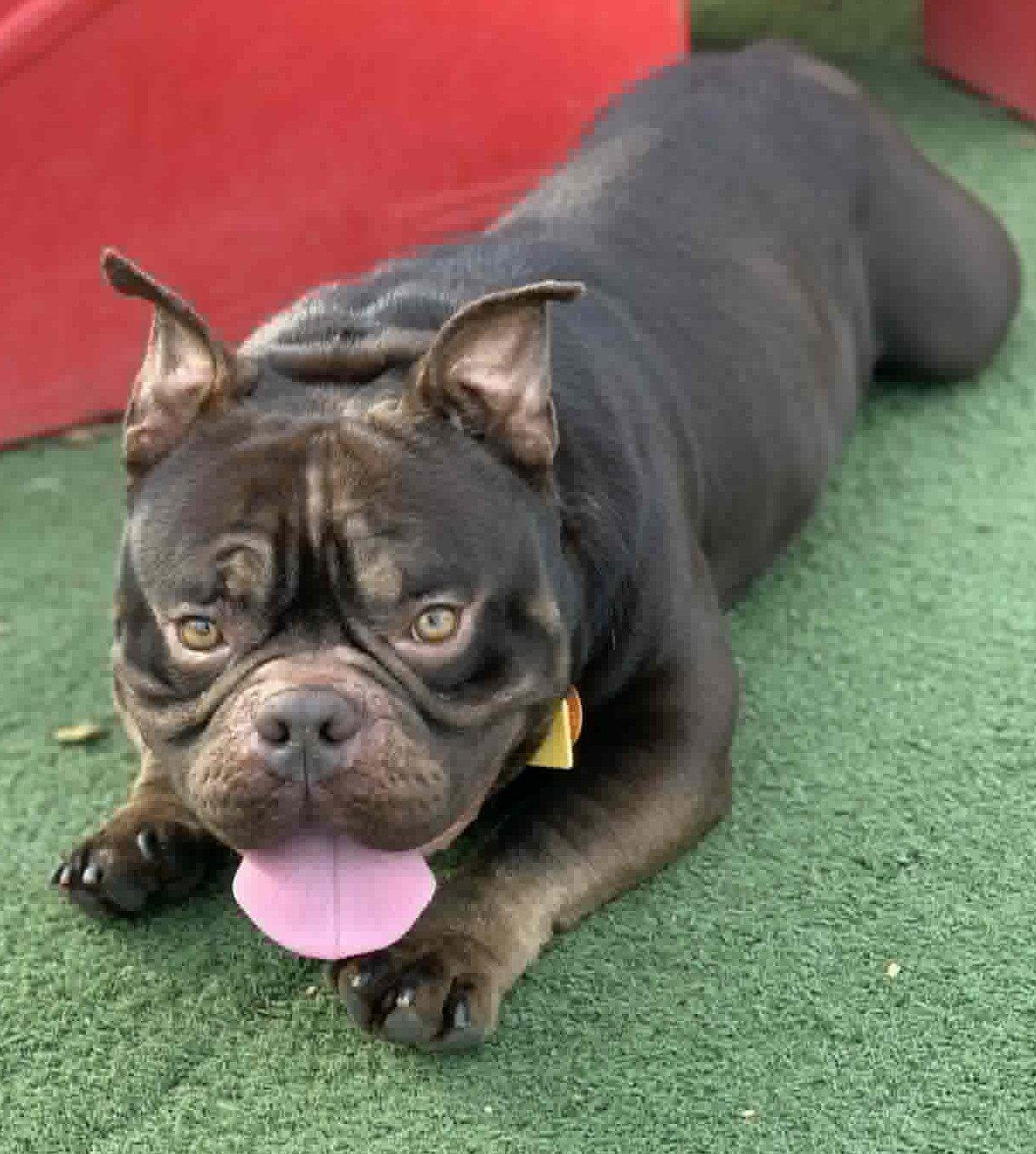 Enlarge Brady, a Adoptable Pit Bull Terrier in Hillsboro, NH image 3/3