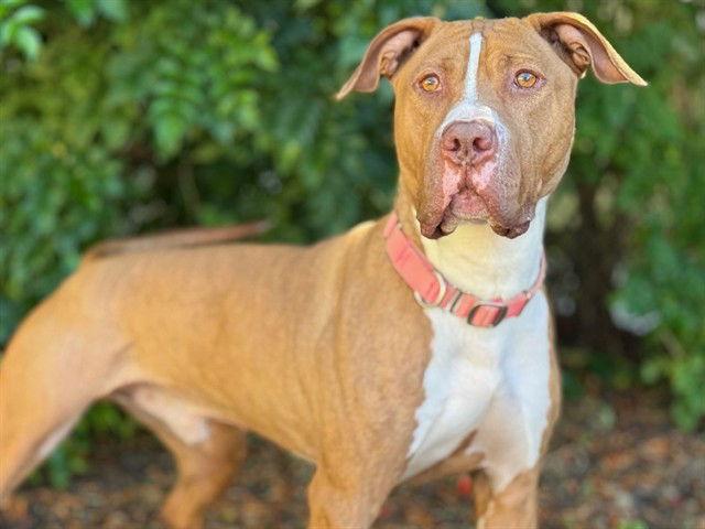MENTO, Adoptable, Adult Male Pit Bull Terrier.