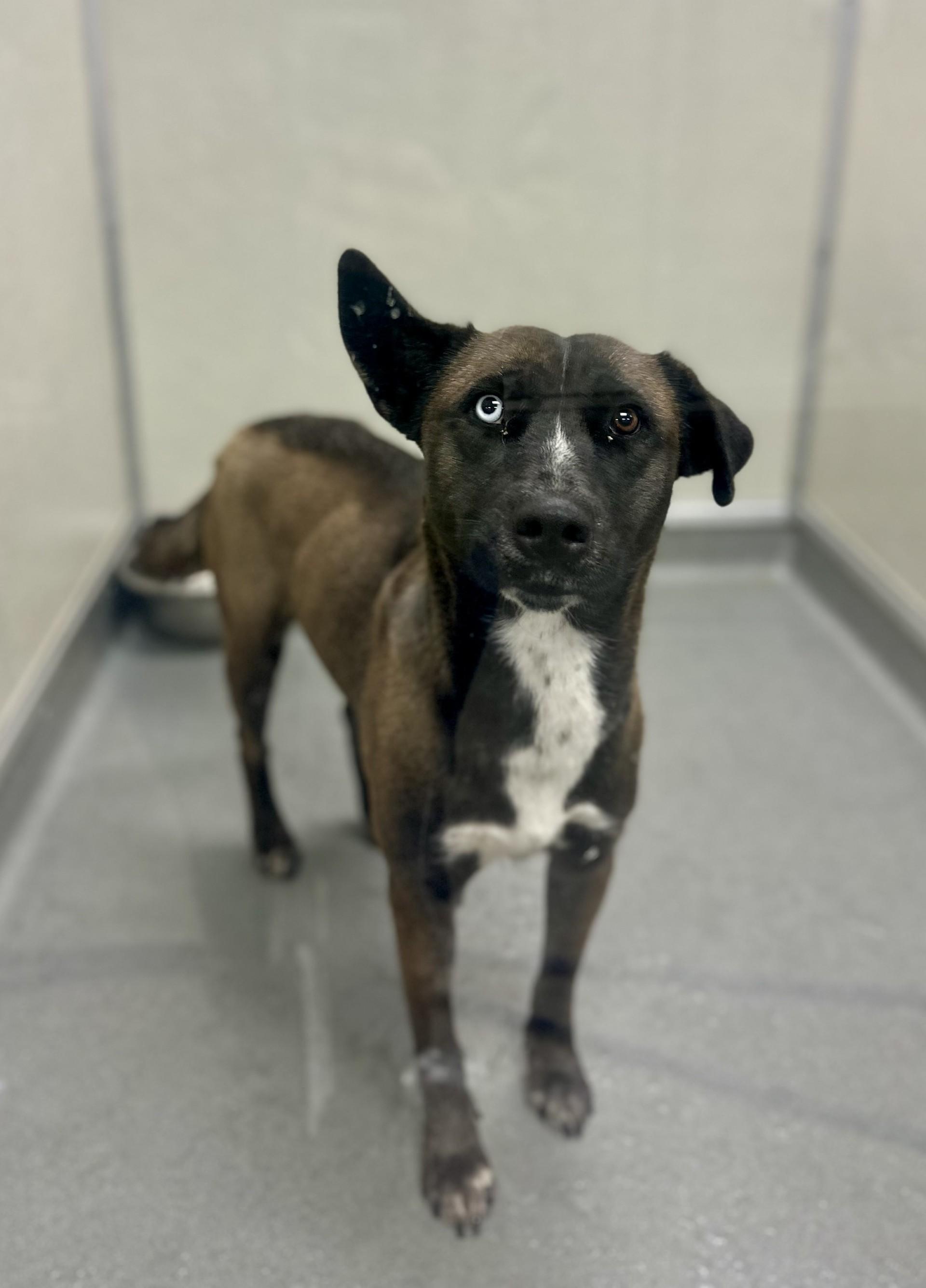 Enlarge Gypsy #1743 (415), a Adoptable mixed breed in Victorville, CA image 1/1