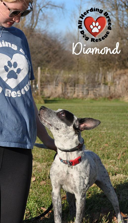 Diamond, a Adoptable mixed breed in Joliet, IL image 1/5