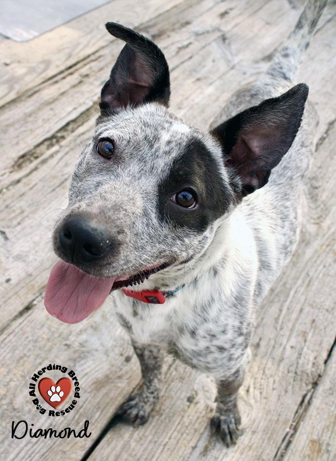 Enlarge Diamond, a Adoptable mixed breed in Joliet, IL image 4/4