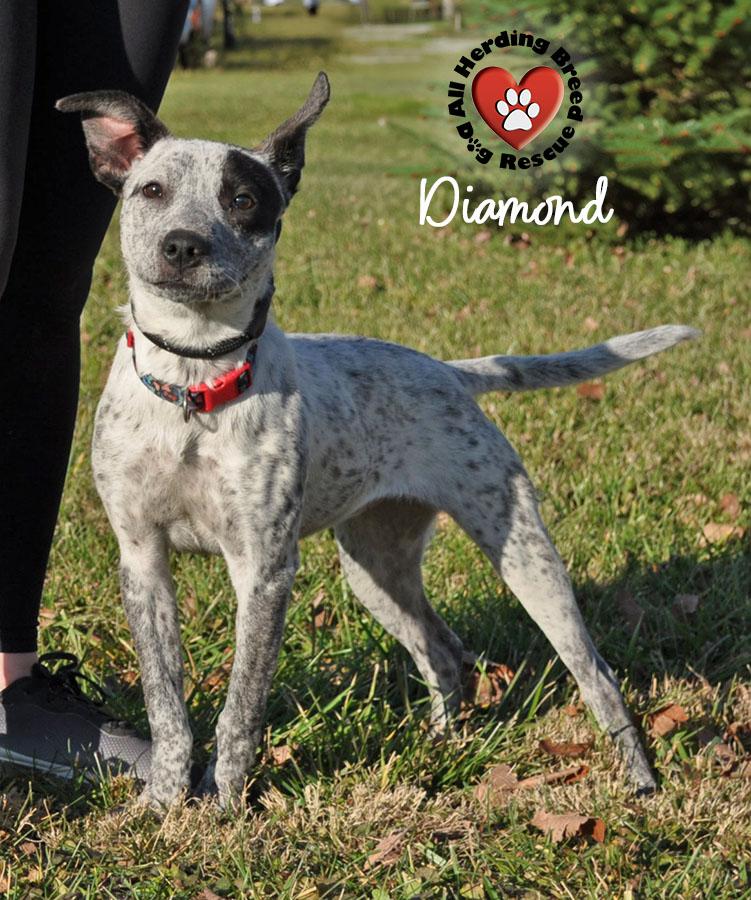 Diamond, a Adoptable mixed breed in Joliet, IL image 2/5