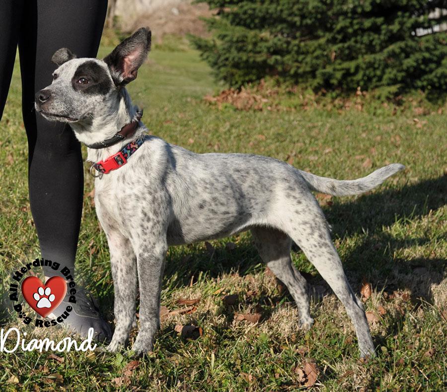 Diamond, a Adoptable mixed breed in Joliet, IL image 3/5