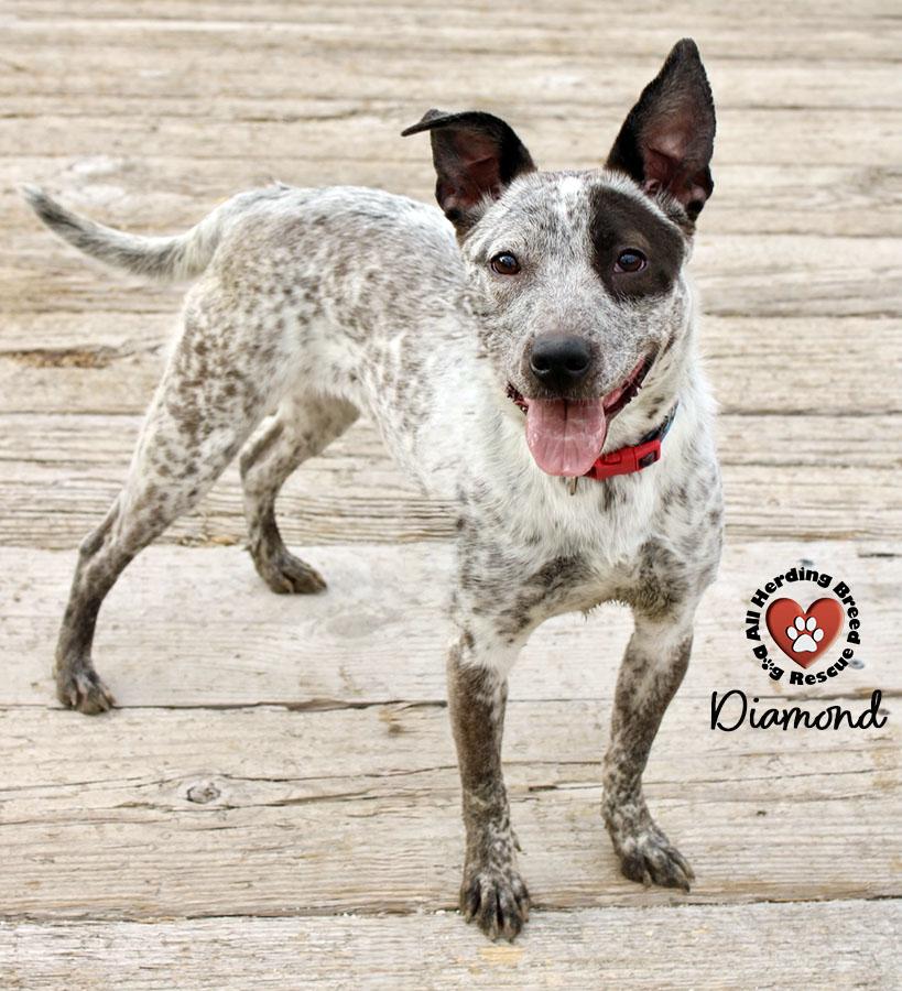 Enlarge Diamond, a Adoptable mixed breed in Joliet, IL image 1/4