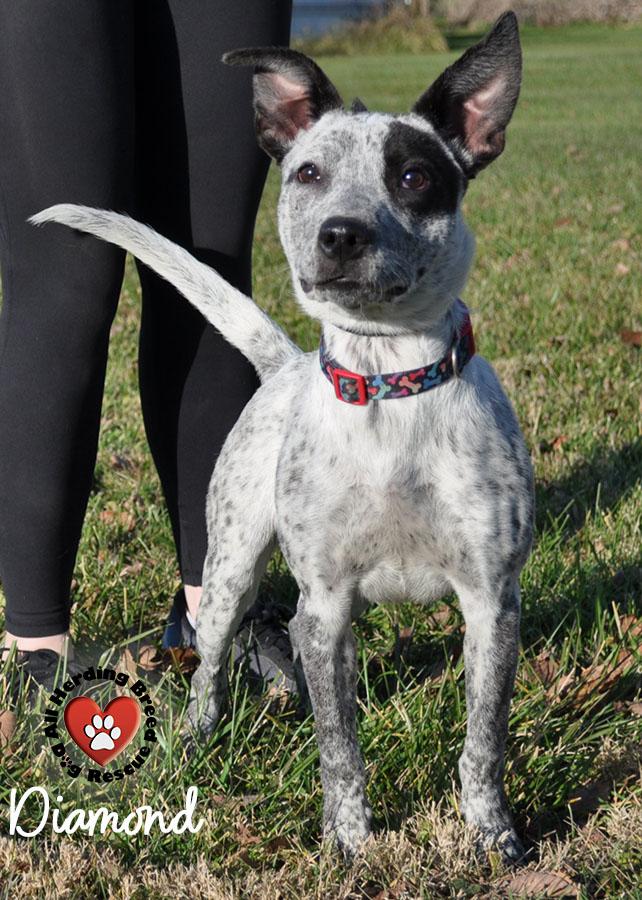 Diamond, a Adoptable mixed breed in Joliet, IL image 4/5