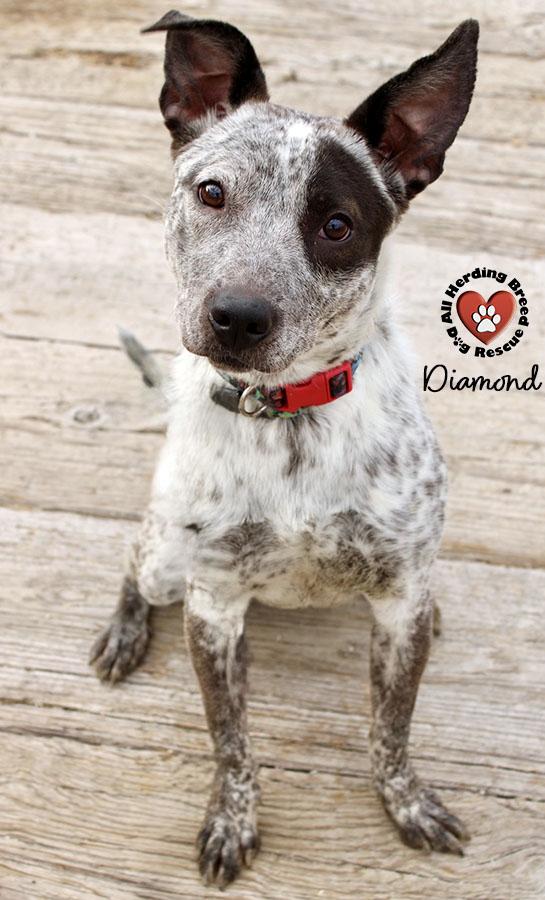 Enlarge Diamond, a Adoptable mixed breed in Joliet, IL image 3/4