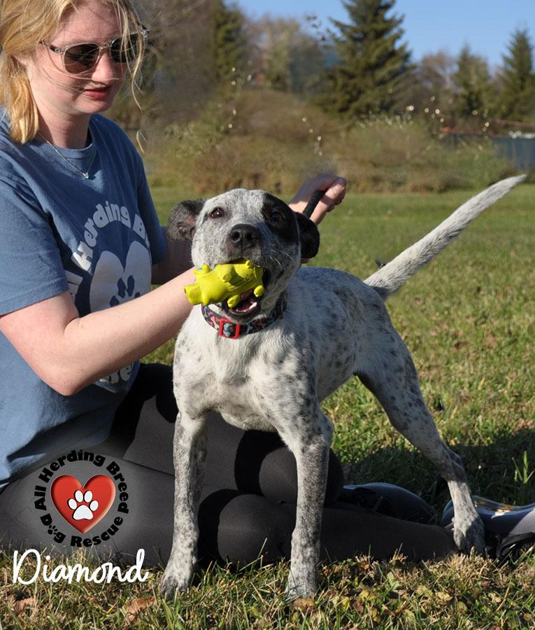 Diamond, a Adoptable mixed breed in Joliet, IL image 5/5