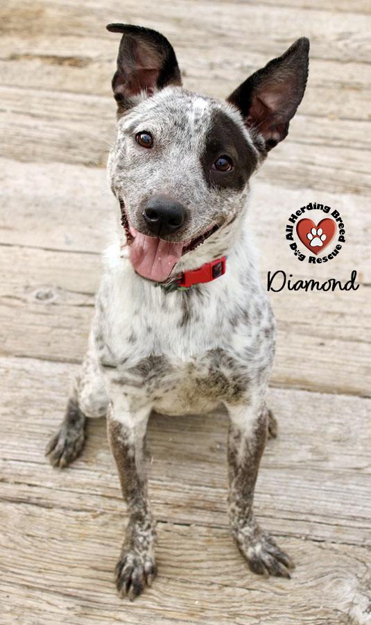 Enlarge Diamond, a Adoptable mixed breed in Joliet, IL image 2/4