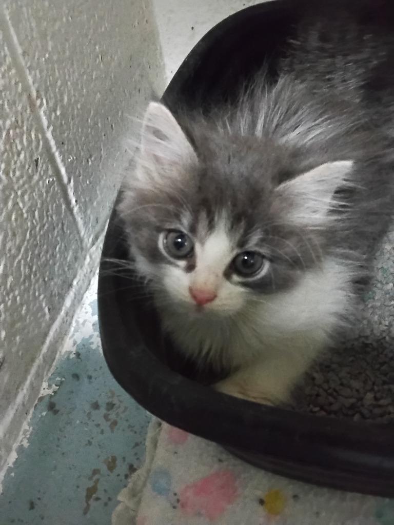 Alex, Adopted, Kitten Female Domestic Long Hair.