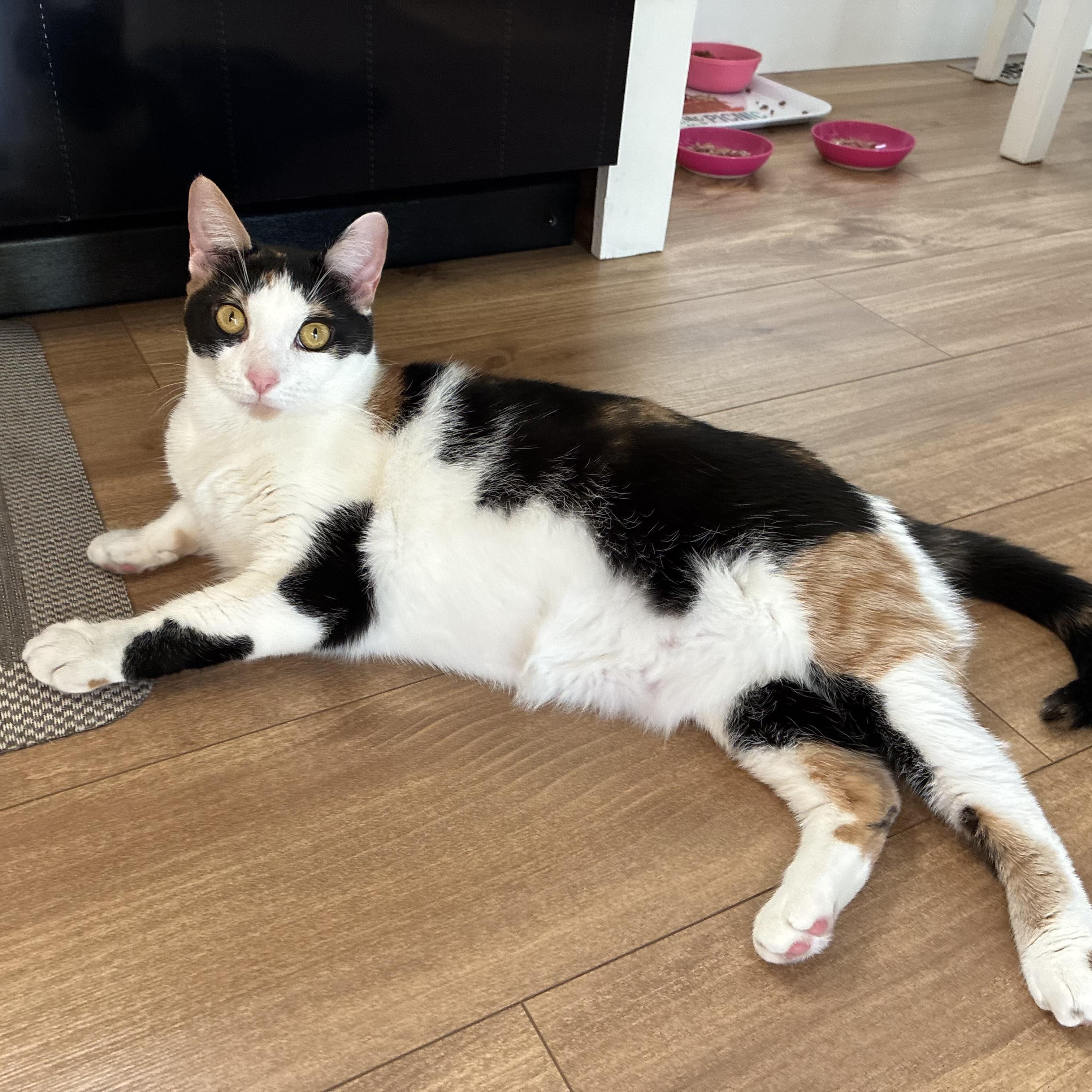 Enlarge Snickers & Molly, a Adoptable Domestic Short Hair in Moorestown, NJ image 1/5