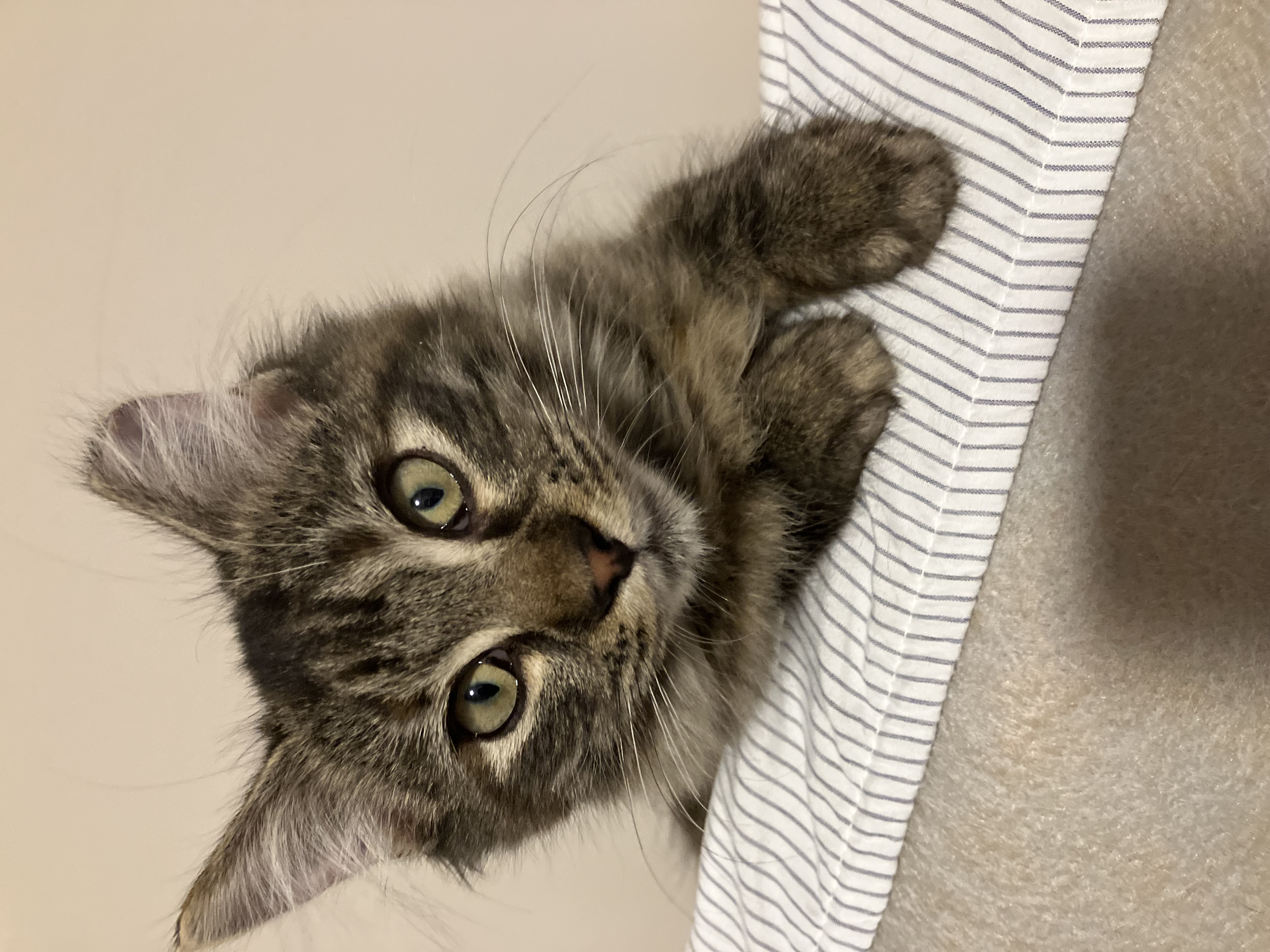 Cat for adoption - Snickers & Molly, a Domestic Short Hair
