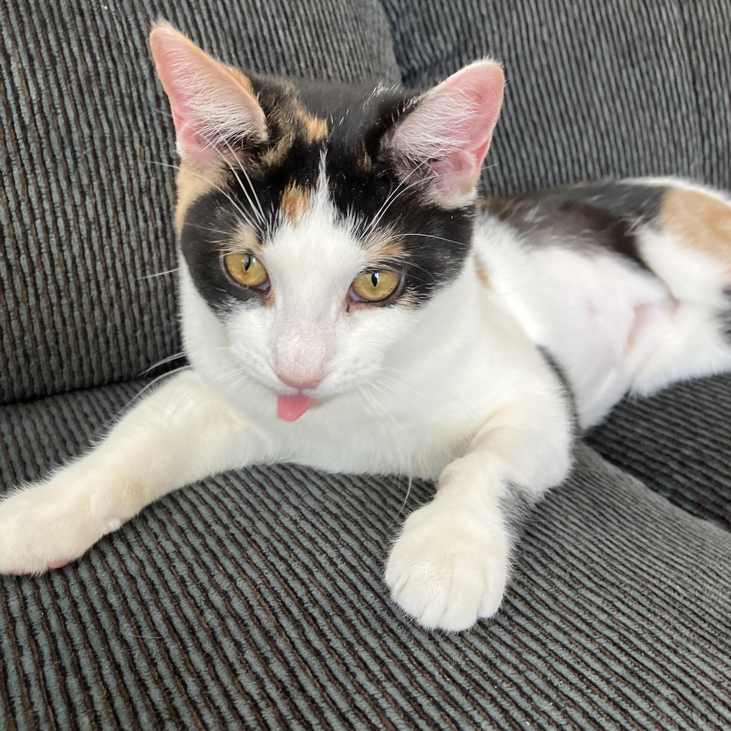 Enlarge Snickers & Molly, a Adoptable Domestic Short Hair in Moorestown, NJ image 3/5