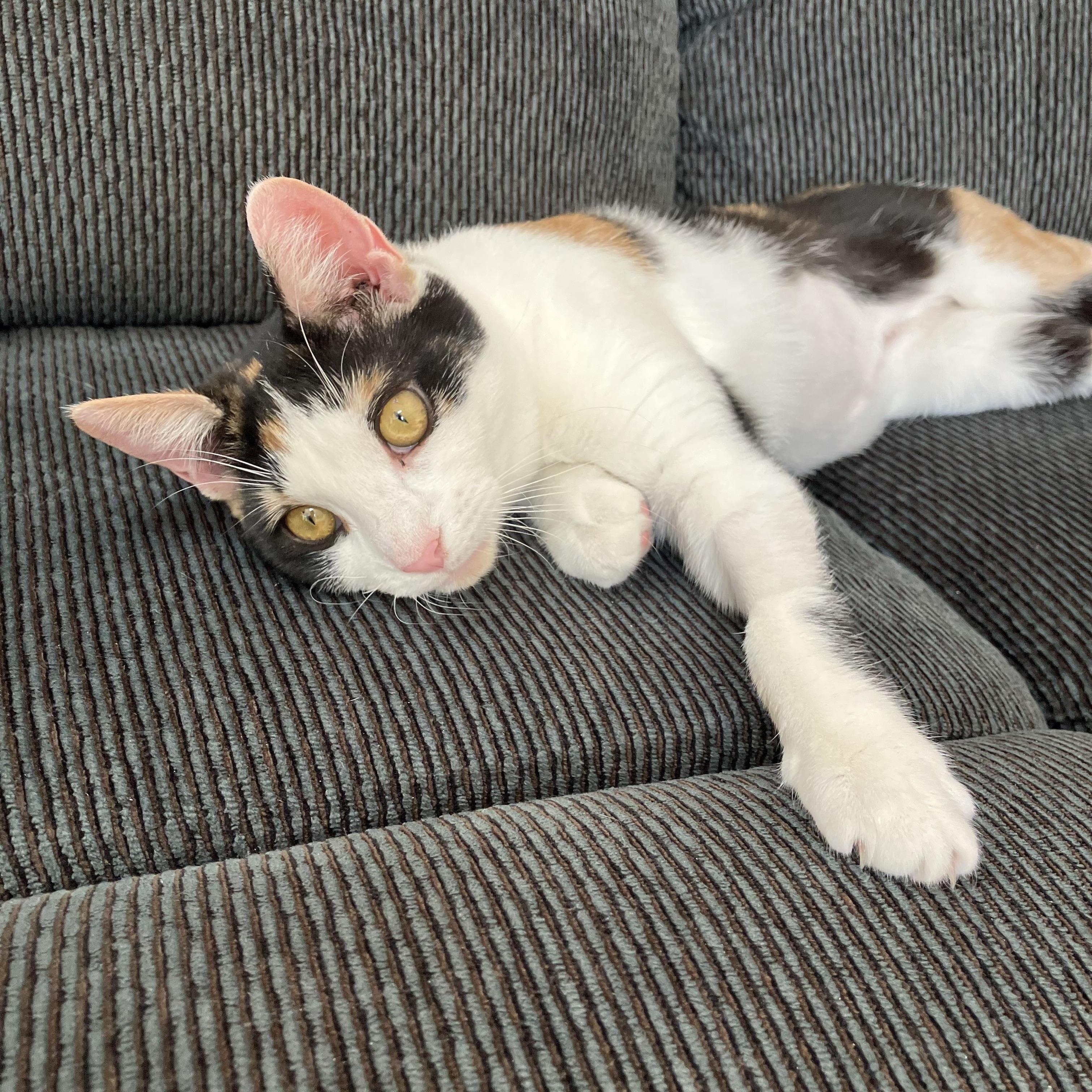 Enlarge Snickers & Molly, a Adoptable Domestic Short Hair in Moorestown, NJ image 5/5