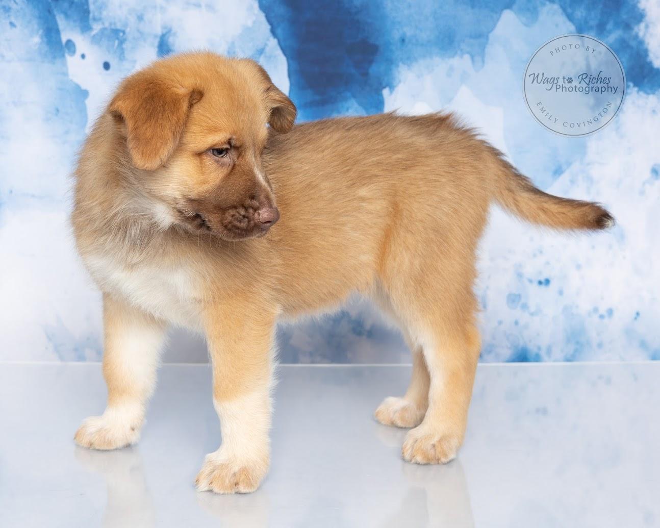 Enlarge Truffles - Adopted, an adopted mixed breed in East Providence, RI image 3/5